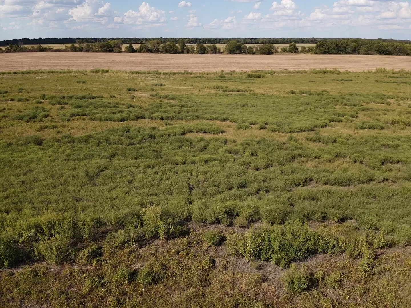 Unimproved Land For Sale in Red River (TX) County , 000 Lot 2 CR 4116, Clarksville, Texas 75426, 0, 0, Garage spaces, 0 Sqft, built in 0, mls#21387386, Real Estate Agent in Clarksville, Homes For Sale in Red River (TX) county, Homes For Sale in Clarksville, Realtor in Clarksville Texas, Real Estate Brokerage Independent Realty Texas, Luminita Cordes Realtor