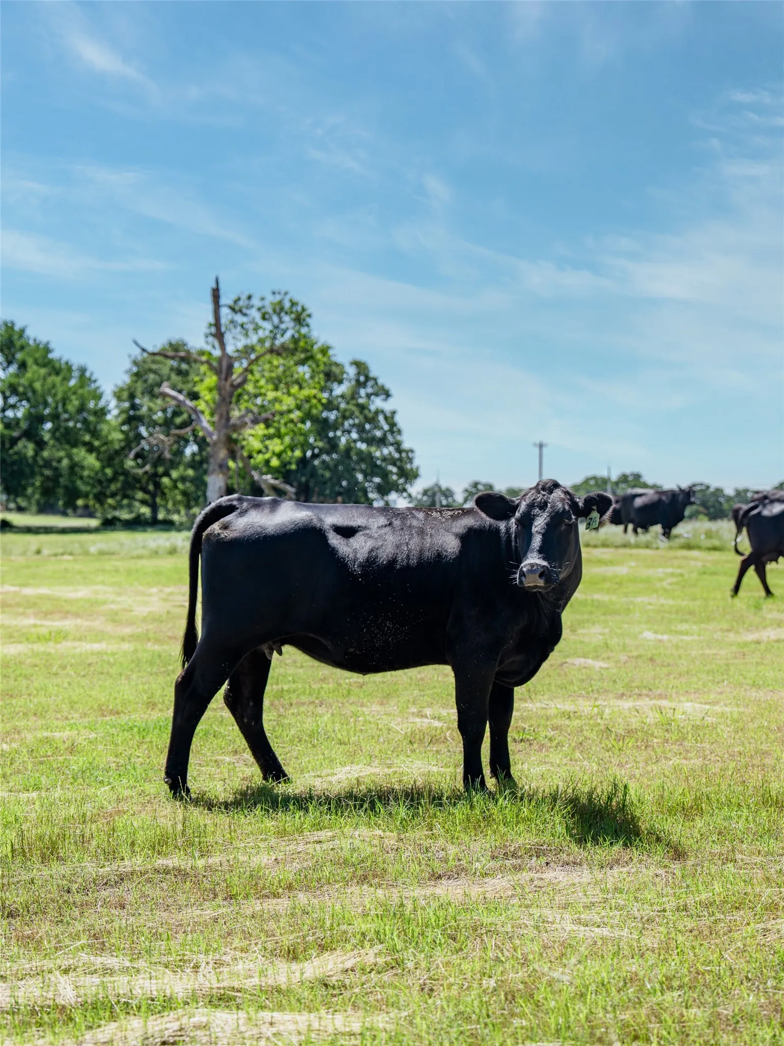 Unimproved Land For Sale in Denton County , 5200 Cross Timbers Road, Flower Mound, Texas 75022, 0, 0, Garage spaces, 0 Sqft, built in 0, mls#21386224, Real Estate Agent in Flower Mound, Homes For Sale in Denton county, Homes For Sale in Flower Mound, Realtor in Flower Mound Texas, Real Estate Brokerage Independent Realty Texas, Luminita Cordes Realtor