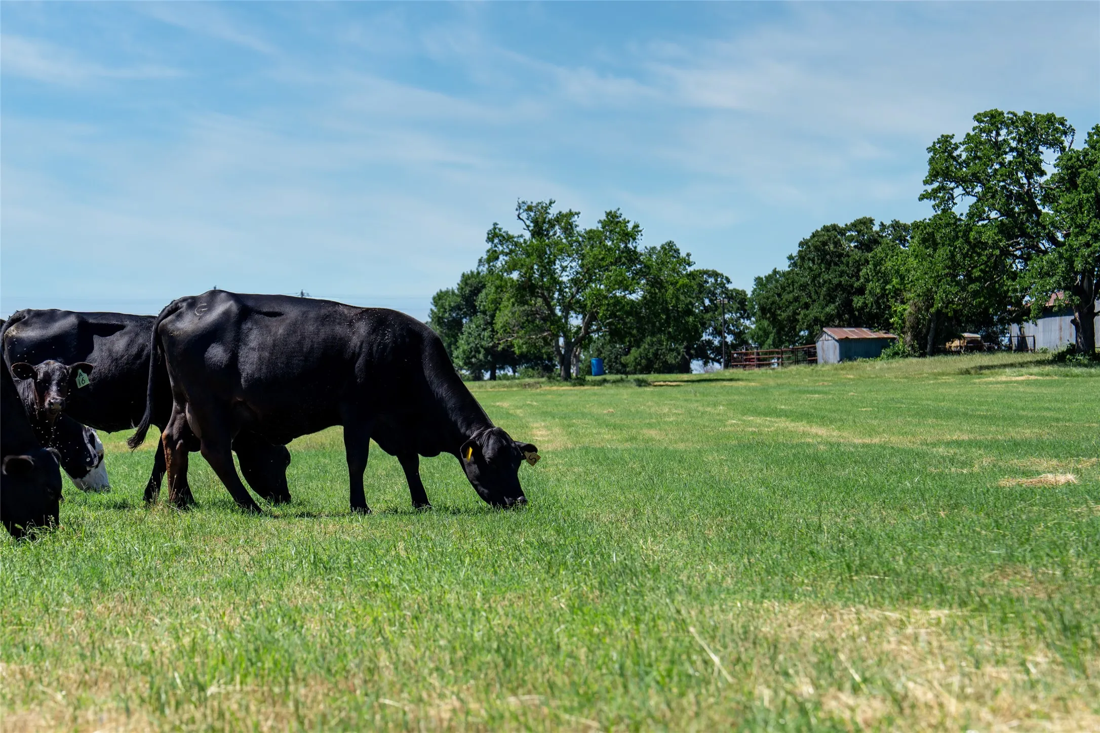 Unimproved Land For Sale in Denton County , 5200 Cross Timbers Road, Flower Mound, Texas 75022, 0, 0, Garage spaces, 0 Sqft, built in 0, mls#21386224, Real Estate Agent in Flower Mound, Homes For Sale in Denton county, Homes For Sale in Flower Mound, Realtor in Flower Mound Texas, Real Estate Brokerage Independent Realty Texas, Luminita Cordes Realtor