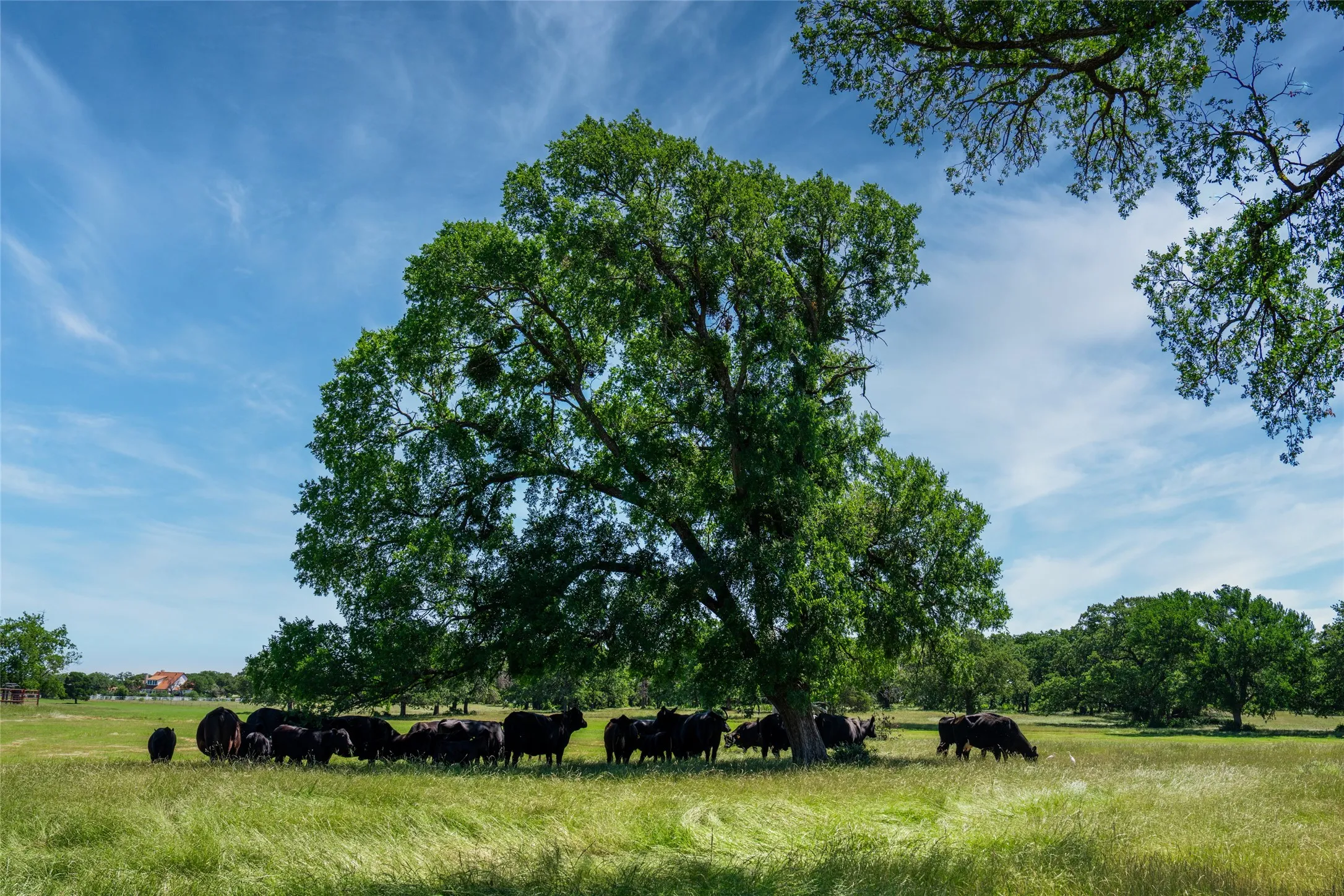 Unimproved Land For Sale in Denton County , 5200 Cross Timbers Road, Flower Mound, Texas 75022, 0, 0, Garage spaces, 0 Sqft, built in 0, mls#21386224, Real Estate Agent in Flower Mound, Homes For Sale in Denton county, Homes For Sale in Flower Mound, Realtor in Flower Mound Texas, Real Estate Brokerage Independent Realty Texas, Luminita Cordes Realtor