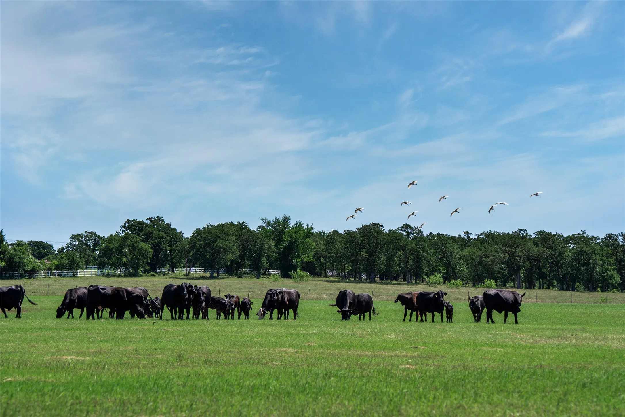 Unimproved Land For Sale in Denton County , 5200 Cross Timbers Road, Flower Mound, Texas 75022, 0, 0, Garage spaces, 0 Sqft, built in 0, mls#21386224, Real Estate Agent in Flower Mound, Homes For Sale in Denton county, Homes For Sale in Flower Mound, Realtor in Flower Mound Texas, Real Estate Brokerage Independent Realty Texas, Luminita Cordes Realtor