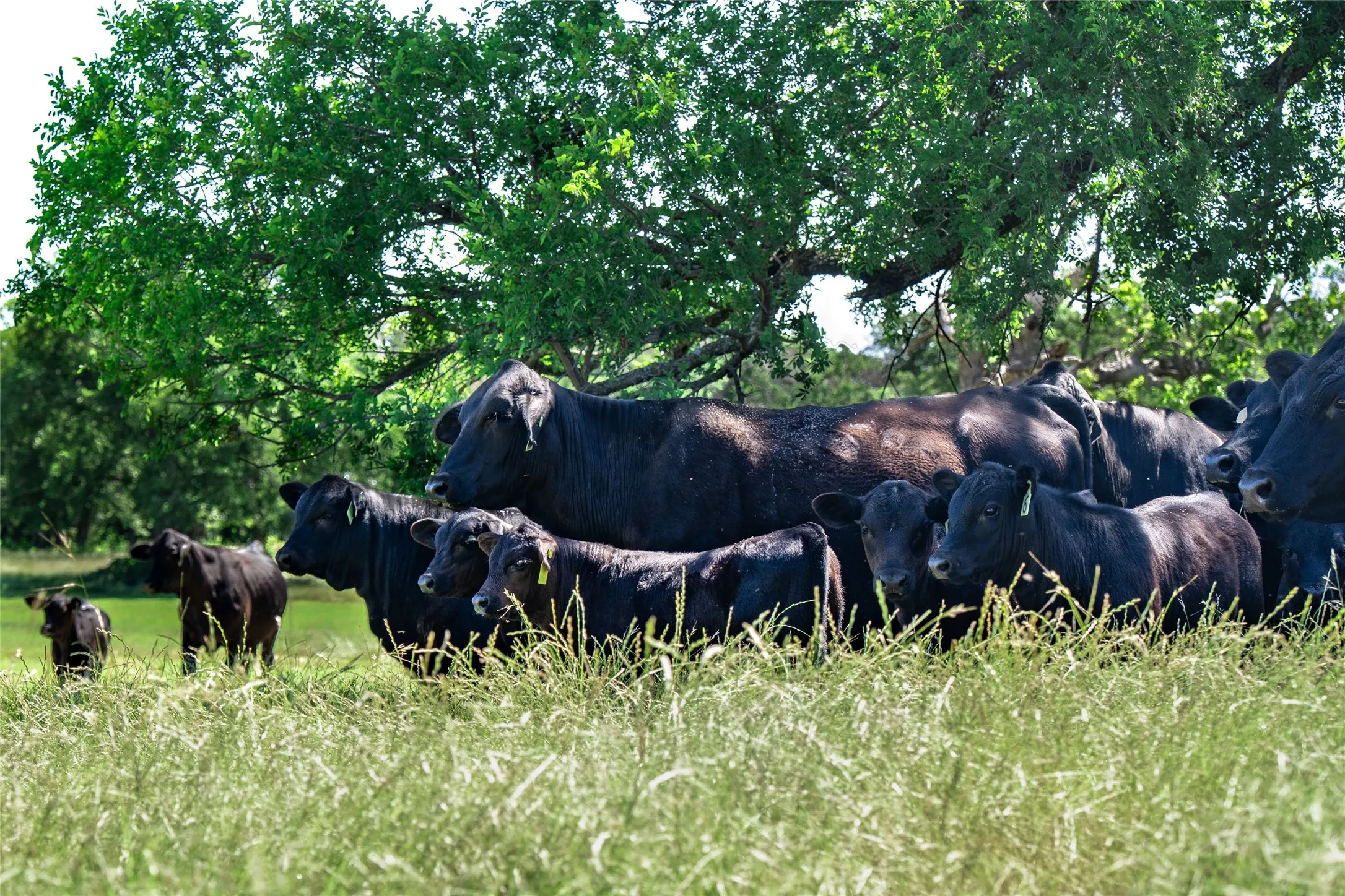 Unimproved Land For Sale in Denton County , 5200 Cross Timbers Road, Flower Mound, Texas 75022, 0, 0, Garage spaces, 0 Sqft, built in 0, mls#21386224, Real Estate Agent in Flower Mound, Homes For Sale in Denton county, Homes For Sale in Flower Mound, Realtor in Flower Mound Texas, Real Estate Brokerage Independent Realty Texas, Luminita Cordes Realtor
