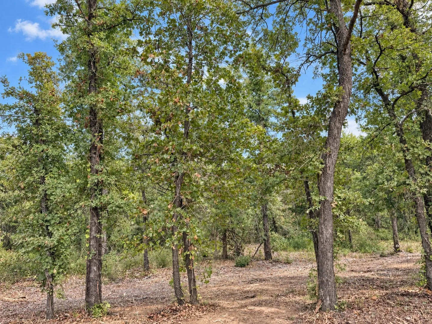 Unimproved Land For Sale in Johnson County , 2812 COUNTY ROAD 805B, Keene, Texas 76031, 0, 0, Garage spaces, 0 Sqft, built in 0, mls#21387420, Real Estate Agent in Keene, Homes For Sale in Johnson county, Homes For Sale in Keene, Realtor in Keene Texas, Real Estate Brokerage Independent Realty Texas, Luminita Cordes Realtor