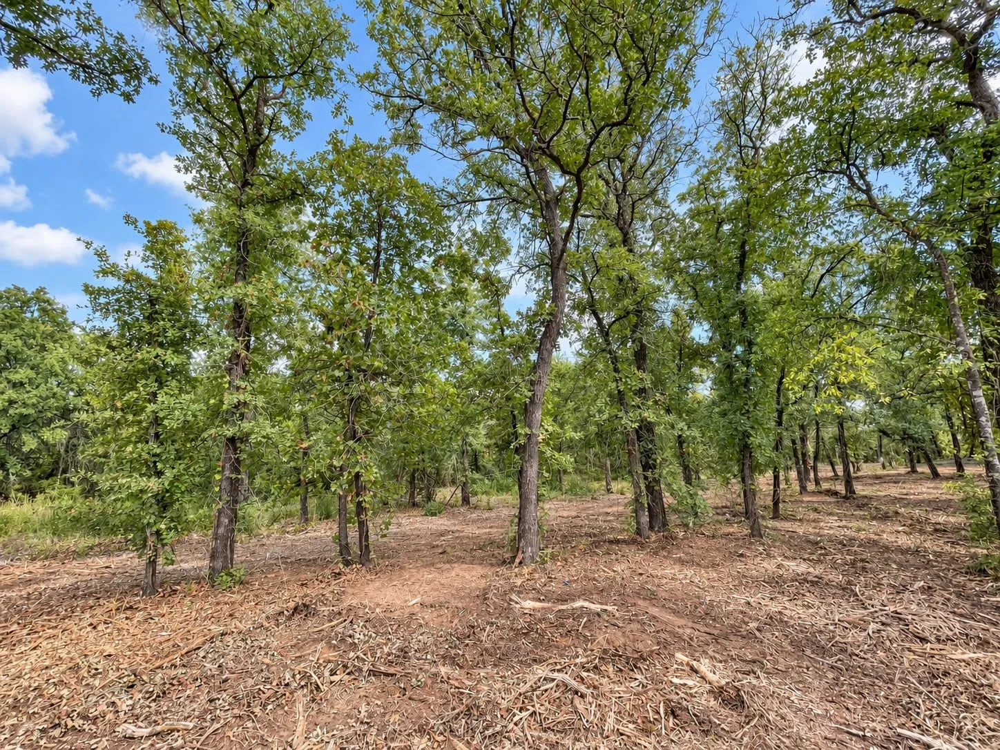 Unimproved Land For Sale in Johnson County , 2812 COUNTY ROAD 805B, Keene, Texas 76031, 0, 0, Garage spaces, 0 Sqft, built in 0, mls#21387420, Real Estate Agent in Keene, Homes For Sale in Johnson county, Homes For Sale in Keene, Realtor in Keene Texas, Real Estate Brokerage Independent Realty Texas, Luminita Cordes Realtor