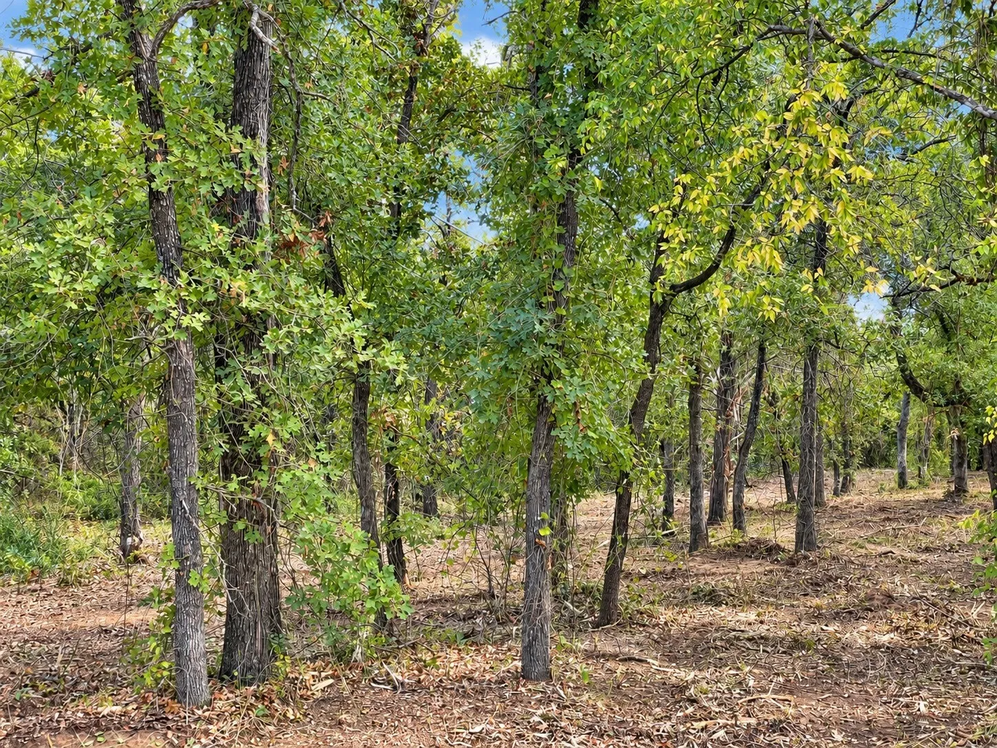 Unimproved Land For Sale in Johnson County , 2812 COUNTY ROAD 805B, Keene, Texas 76031, 0, 0, Garage spaces, 0 Sqft, built in 0, mls#21387420, Real Estate Agent in Keene, Homes For Sale in Johnson county, Homes For Sale in Keene, Realtor in Keene Texas, Real Estate Brokerage Independent Realty Texas, Luminita Cordes Realtor