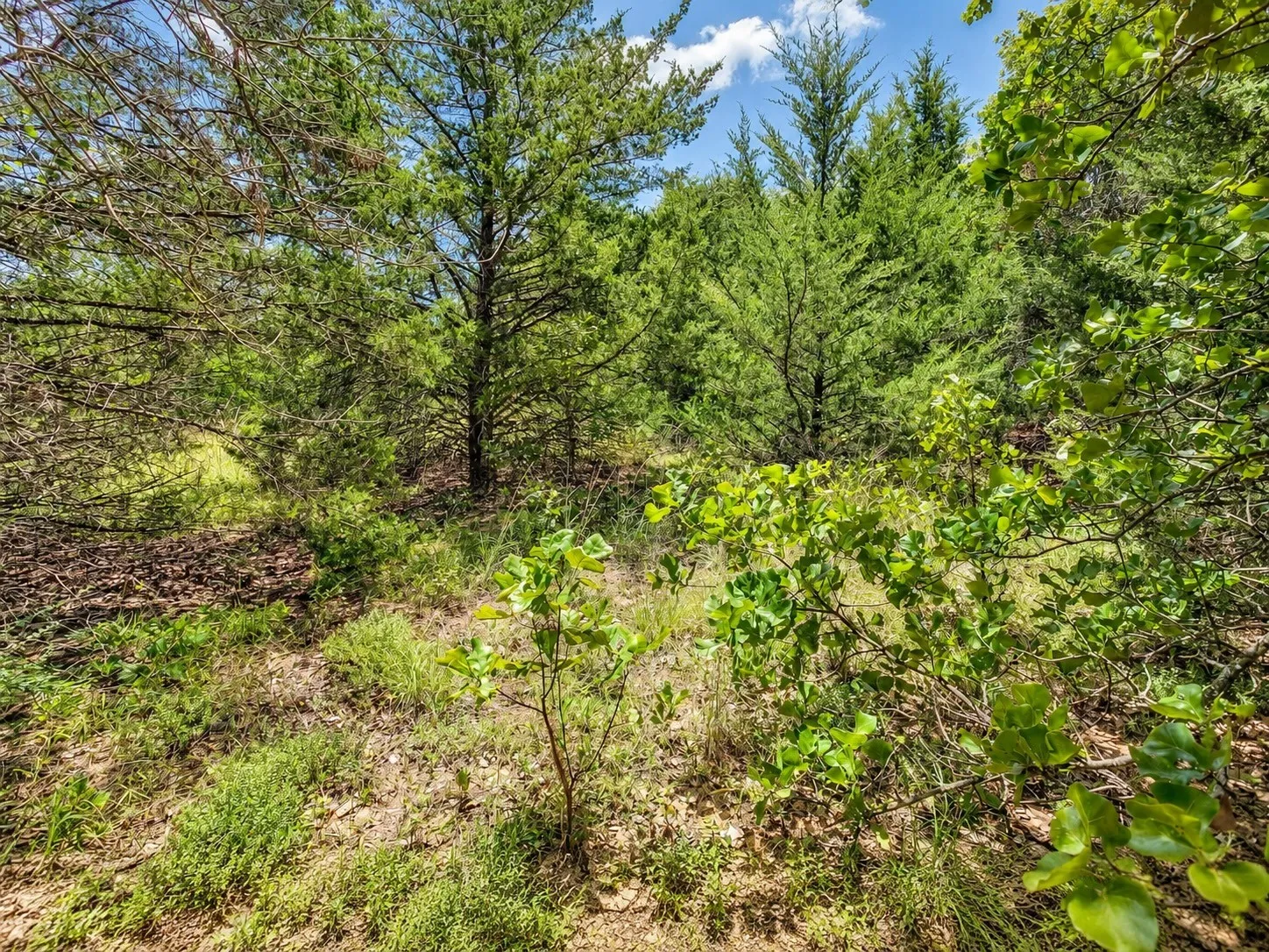 Unimproved Land For Sale in Johnson County , 2812 COUNTY ROAD 805B, Keene, Texas 76031, 0, 0, Garage spaces, 0 Sqft, built in 0, mls#21387420, Real Estate Agent in Keene, Homes For Sale in Johnson county, Homes For Sale in Keene, Realtor in Keene Texas, Real Estate Brokerage Independent Realty Texas, Luminita Cordes Realtor