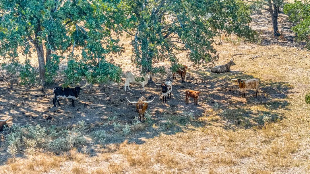 Longhorn cows