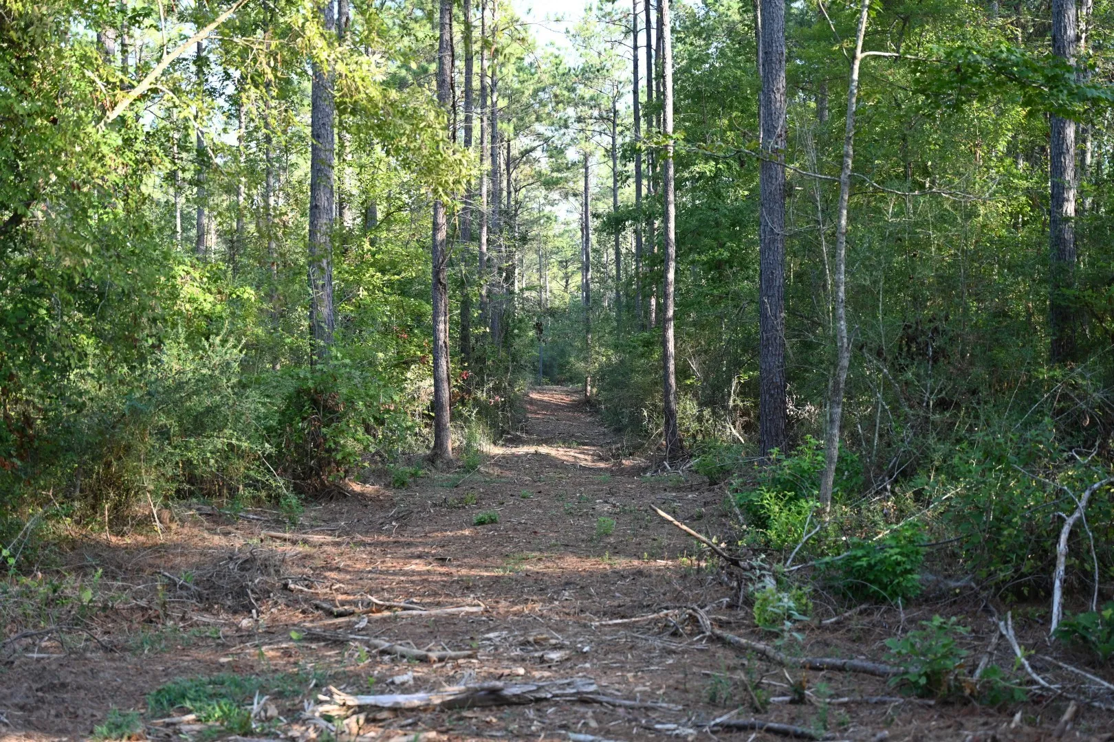 Unimproved Land For Sale in Shelby County , TBD Farm to Market 3343, Joaquin, Texas 75954, 0, 0, Garage spaces, 0 Sqft, built in 0, mls#21387945, Real Estate Agent in Joaquin, Homes For Sale in Shelby county, Homes For Sale in Joaquin, Realtor in Joaquin Texas, Real Estate Brokerage Independent Realty Texas, Luminita Cordes Realtor