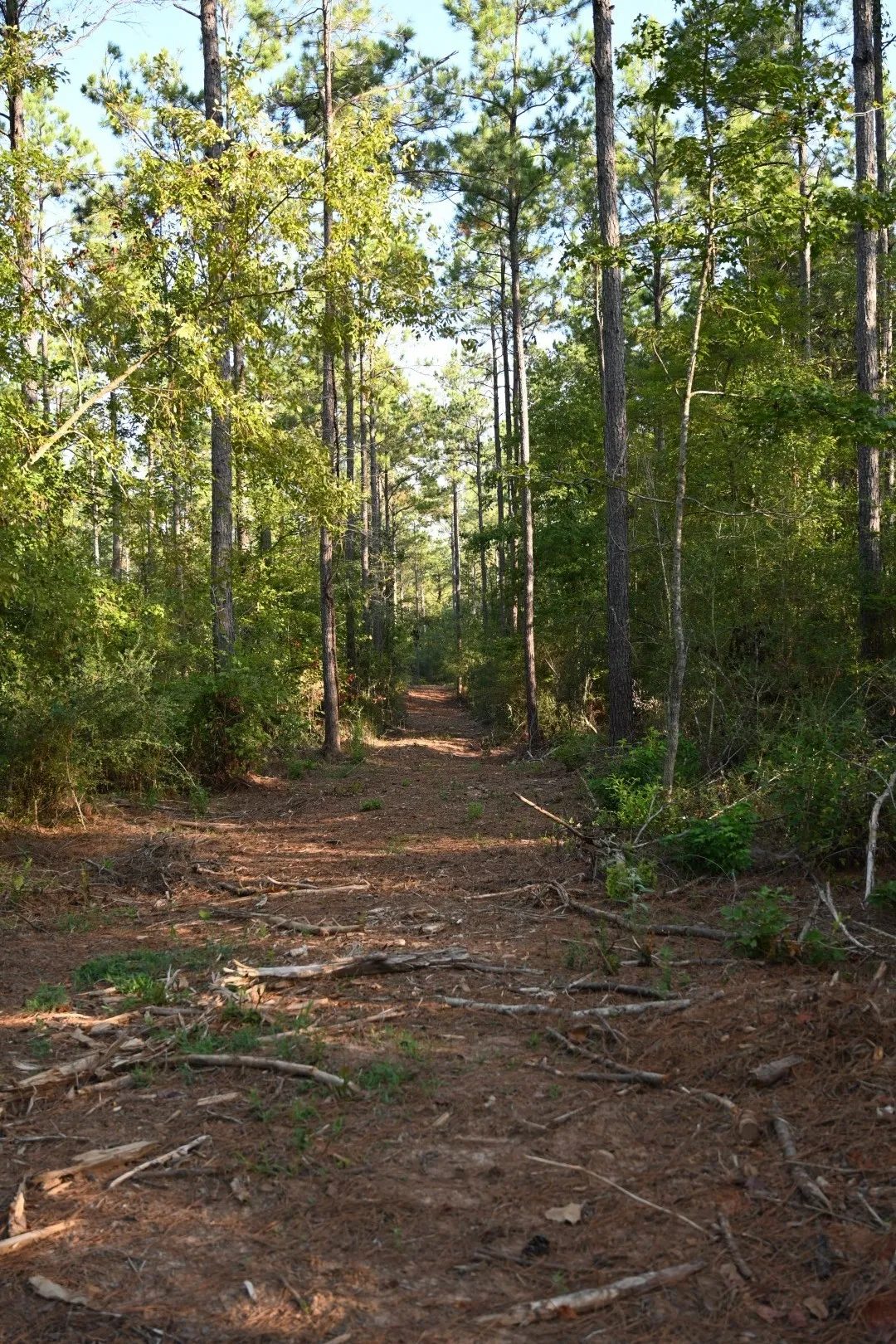 Unimproved Land For Sale in Shelby County , TBD Farm to Market 3343, Joaquin, Texas 75954, 0, 0, Garage spaces, 0 Sqft, built in 0, mls#21387945, Real Estate Agent in Joaquin, Homes For Sale in Shelby county, Homes For Sale in Joaquin, Realtor in Joaquin Texas, Real Estate Brokerage Independent Realty Texas, Luminita Cordes Realtor