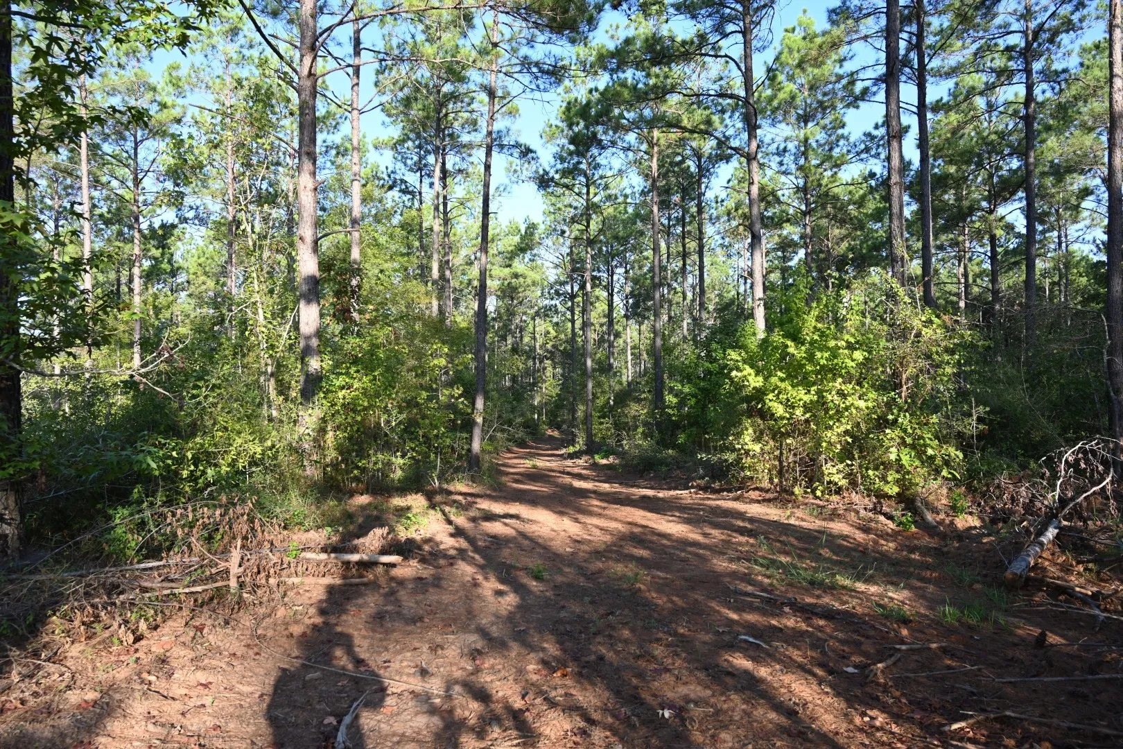 Unimproved Land For Sale in Shelby County , TBD Farm to Market 3343, Joaquin, Texas 75954, 0, 0, Garage spaces, 0 Sqft, built in 0, mls#21387945, Real Estate Agent in Joaquin, Homes For Sale in Shelby county, Homes For Sale in Joaquin, Realtor in Joaquin Texas, Real Estate Brokerage Independent Realty Texas, Luminita Cordes Realtor