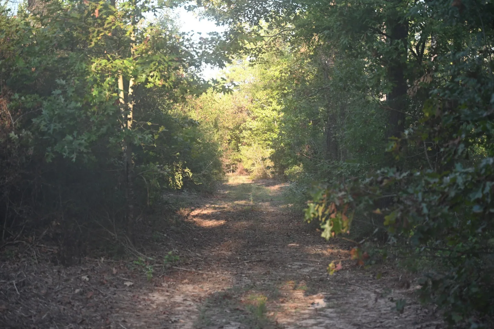 Unimproved Land For Sale in Shelby County , TBD Farm to Market 3343, Joaquin, Texas 75954, 0, 0, Garage spaces, 0 Sqft, built in 0, mls#21387945, Real Estate Agent in Joaquin, Homes For Sale in Shelby county, Homes For Sale in Joaquin, Realtor in Joaquin Texas, Real Estate Brokerage Independent Realty Texas, Luminita Cordes Realtor