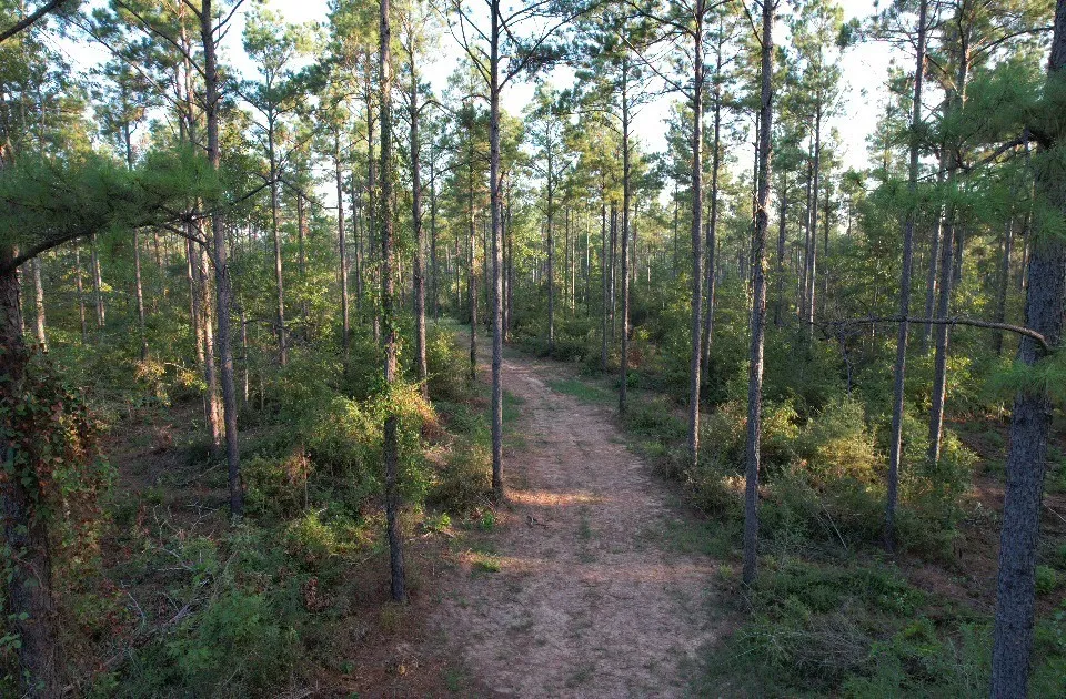 Unimproved Land For Sale in Shelby County , TBD Farm to Market 3343, Joaquin, Texas 75954, 0, 0, Garage spaces, 0 Sqft, built in 0, mls#21387945, Real Estate Agent in Joaquin, Homes For Sale in Shelby county, Homes For Sale in Joaquin, Realtor in Joaquin Texas, Real Estate Brokerage Independent Realty Texas, Luminita Cordes Realtor