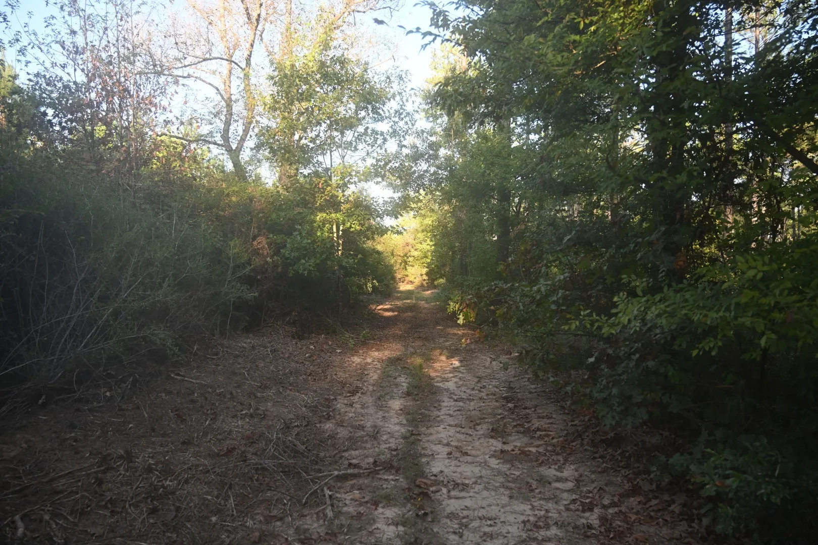 Unimproved Land For Sale in Shelby County , TBD Farm to Market 3343, Joaquin, Texas 75954, 0, 0, Garage spaces, 0 Sqft, built in 0, mls#21387945, Real Estate Agent in Joaquin, Homes For Sale in Shelby county, Homes For Sale in Joaquin, Realtor in Joaquin Texas, Real Estate Brokerage Independent Realty Texas, Luminita Cordes Realtor