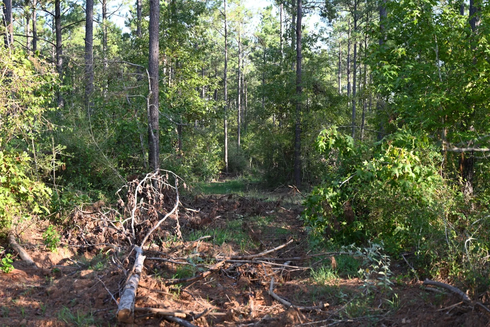 Unimproved Land For Sale in Shelby County , TBD Farm to Market 3343, Joaquin, Texas 75954, 0, 0, Garage spaces, 0 Sqft, built in 0, mls#21387945, Real Estate Agent in Joaquin, Homes For Sale in Shelby county, Homes For Sale in Joaquin, Realtor in Joaquin Texas, Real Estate Brokerage Independent Realty Texas, Luminita Cordes Realtor