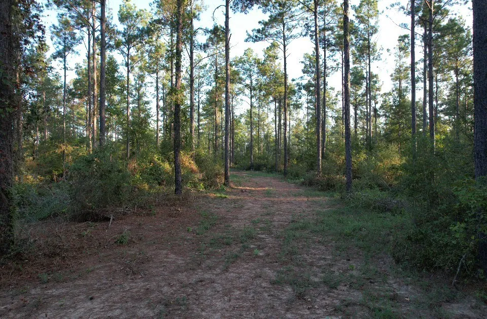 Unimproved Land For Sale in Shelby County , TBD Farm to Market 3343, Joaquin, Texas 75954, 0, 0, Garage spaces, 0 Sqft, built in 0, mls#21387945, Real Estate Agent in Joaquin, Homes For Sale in Shelby county, Homes For Sale in Joaquin, Realtor in Joaquin Texas, Real Estate Brokerage Independent Realty Texas, Luminita Cordes Realtor