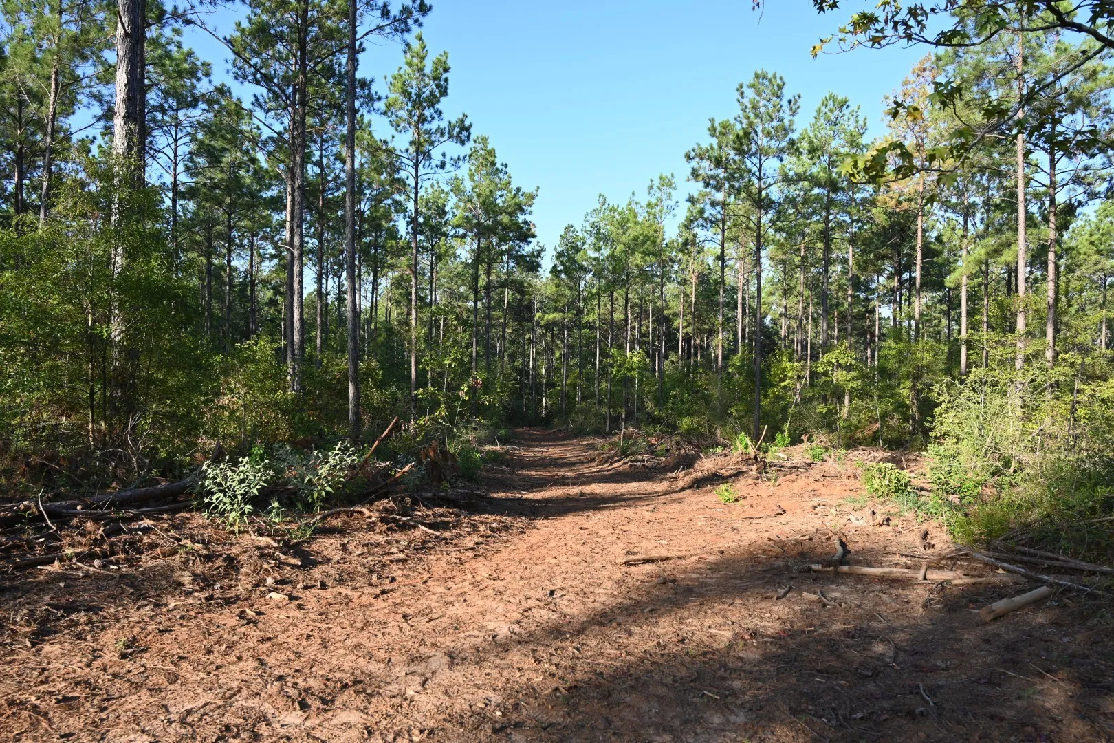 Unimproved Land For Sale in Shelby County , TBD Farm to Market 3343, Joaquin, Texas 75954, 0, 0, Garage spaces, 0 Sqft, built in 0, mls#21387945, Real Estate Agent in Joaquin, Homes For Sale in Shelby county, Homes For Sale in Joaquin, Realtor in Joaquin Texas, Real Estate Brokerage Independent Realty Texas, Luminita Cordes Realtor