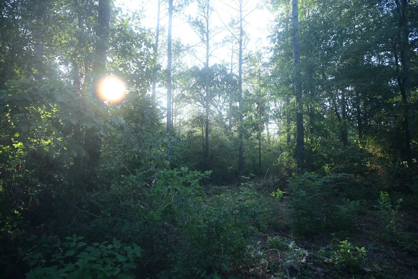 Unimproved Land For Sale in Shelby County , TBD Farm to Market 3343, Joaquin, Texas 75954, 0, 0, Garage spaces, 0 Sqft, built in 0, mls#21387945, Real Estate Agent in Joaquin, Homes For Sale in Shelby county, Homes For Sale in Joaquin, Realtor in Joaquin Texas, Real Estate Brokerage Independent Realty Texas, Luminita Cordes Realtor