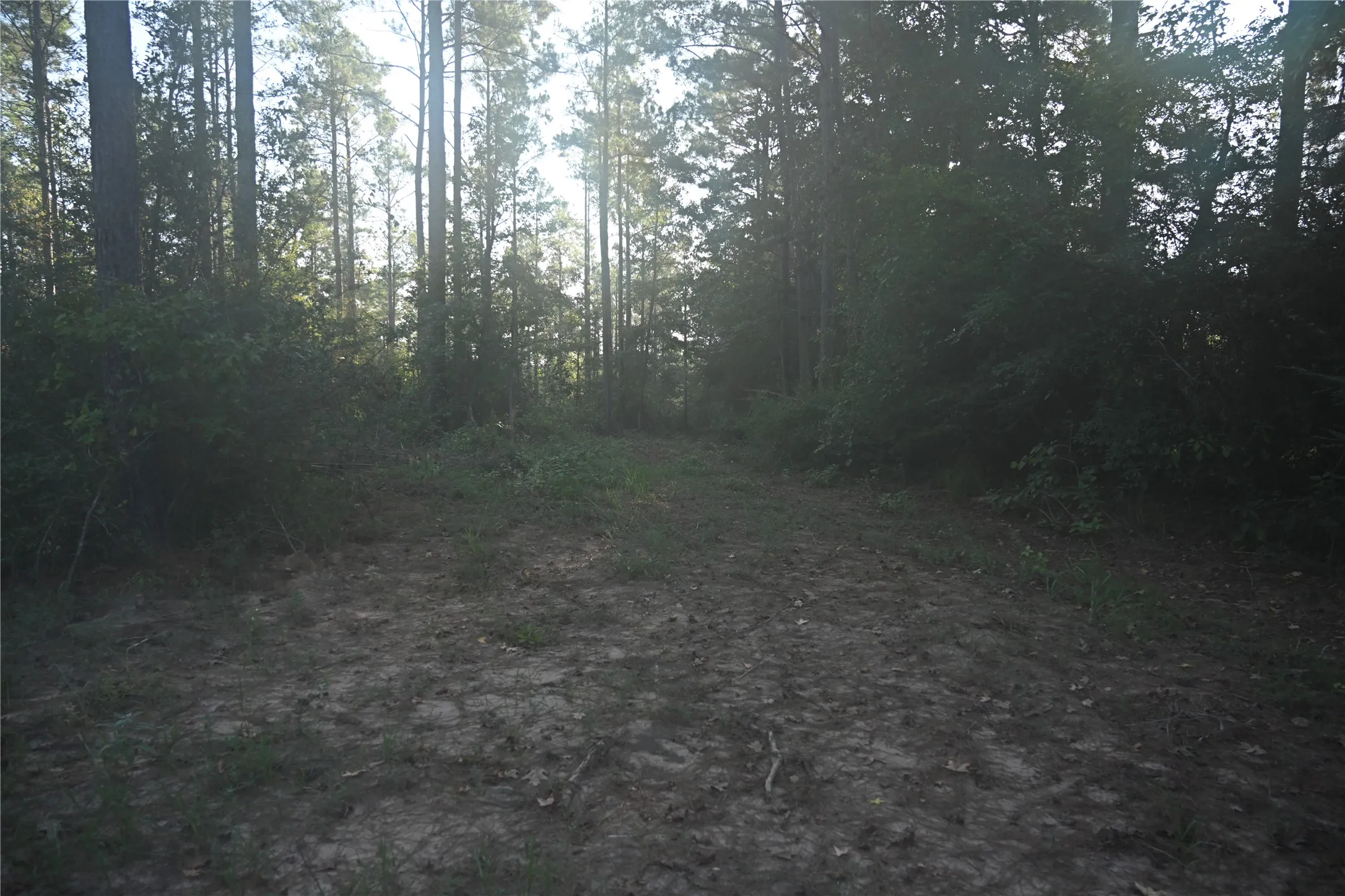 Unimproved Land For Sale in Shelby County , TBD Farm to Market 3343, Joaquin, Texas 75954, 0, 0, Garage spaces, 0 Sqft, built in 0, mls#21387945, Real Estate Agent in Joaquin, Homes For Sale in Shelby county, Homes For Sale in Joaquin, Realtor in Joaquin Texas, Real Estate Brokerage Independent Realty Texas, Luminita Cordes Realtor