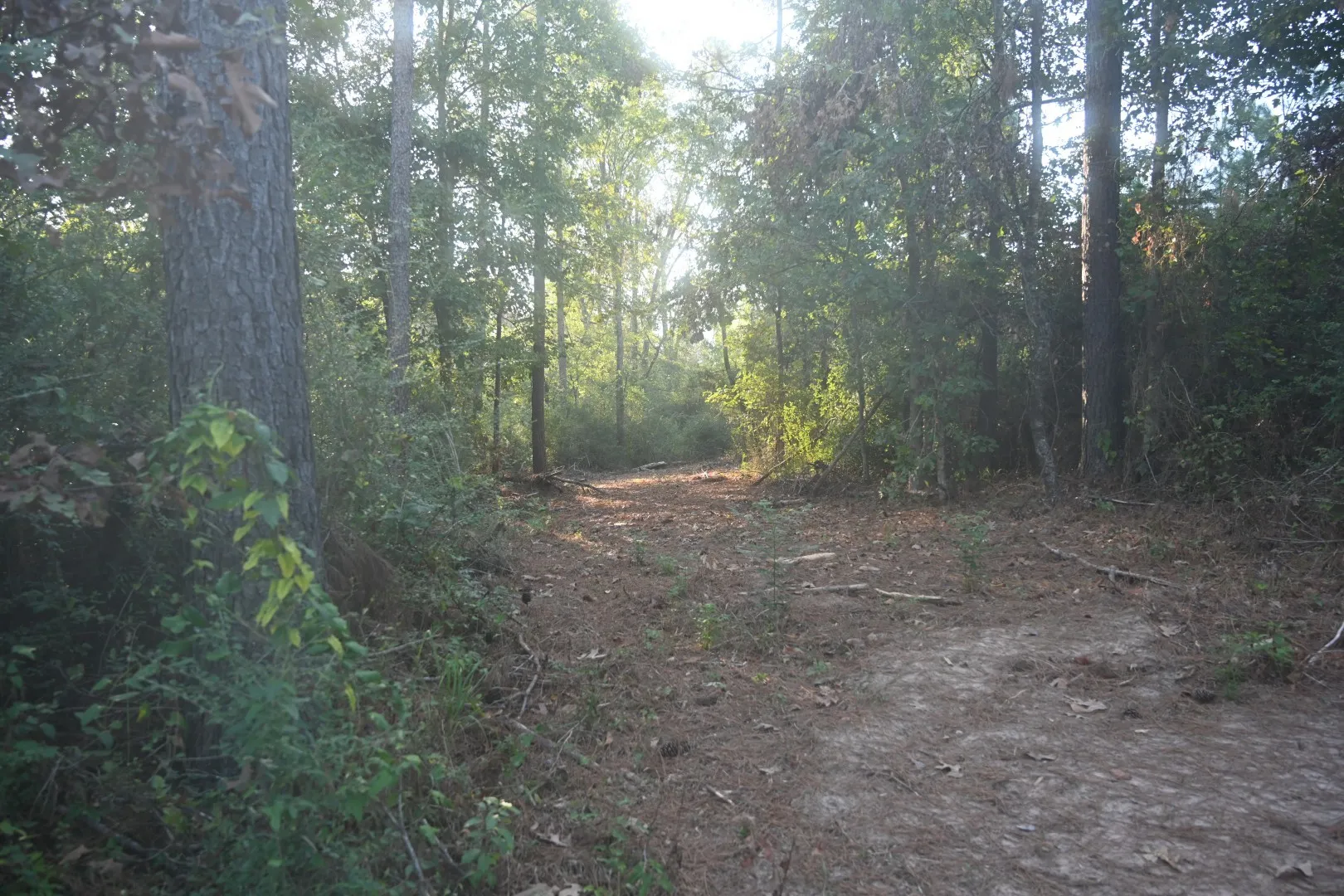 Unimproved Land For Sale in Shelby County , TBD Farm to Market 3343, Joaquin, Texas 75954, 0, 0, Garage spaces, 0 Sqft, built in 0, mls#21387945, Real Estate Agent in Joaquin, Homes For Sale in Shelby county, Homes For Sale in Joaquin, Realtor in Joaquin Texas, Real Estate Brokerage Independent Realty Texas, Luminita Cordes Realtor