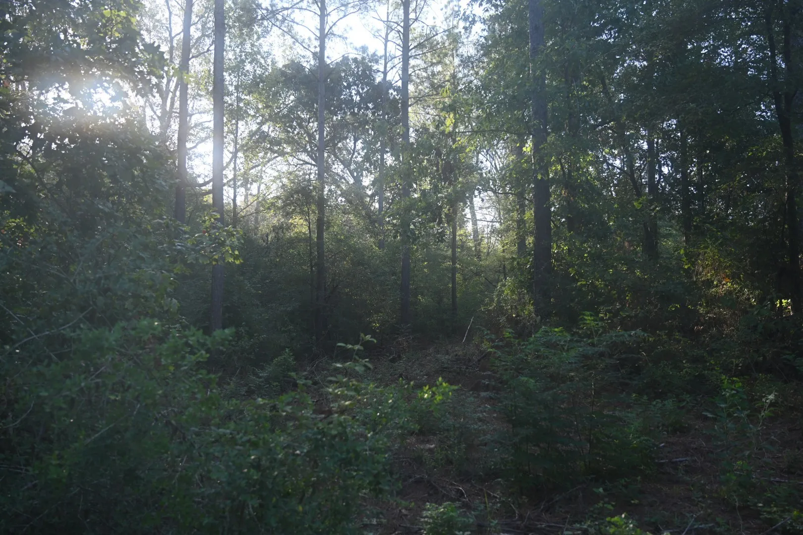 Unimproved Land For Sale in Shelby County , TBD Farm to Market 3343, Joaquin, Texas 75954, 0, 0, Garage spaces, 0 Sqft, built in 0, mls#21387945, Real Estate Agent in Joaquin, Homes For Sale in Shelby county, Homes For Sale in Joaquin, Realtor in Joaquin Texas, Real Estate Brokerage Independent Realty Texas, Luminita Cordes Realtor