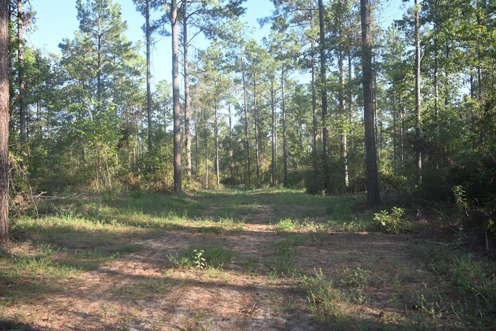 Unimproved Land For Sale in Shelby County , TBD Farm to Market 3343, Joaquin, Texas 75954, 0, 0, Garage spaces, 0 Sqft, built in 0, mls#21387945, Real Estate Agent in Joaquin, Homes For Sale in Shelby county, Homes For Sale in Joaquin, Realtor in Joaquin Texas, Real Estate Brokerage Independent Realty Texas, Luminita Cordes Realtor
