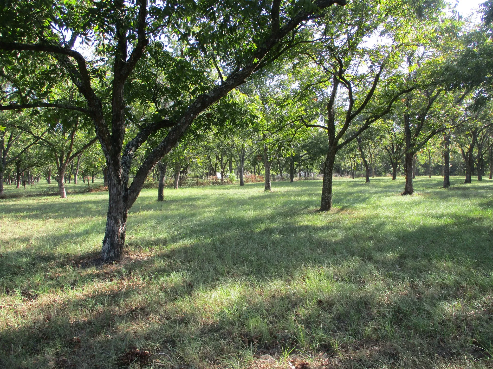 Unimproved Land For Sale in Rains County , 160 Rains County Road 2181, Emory, Texas 75440, 0, 0, Garage spaces, 0 Sqft, built in 0, mls#21388023, Real Estate Agent in Emory, Homes For Sale in Rains county, Homes For Sale in Emory, Realtor in Emory Texas, Real Estate Brokerage Independent Realty Texas, Luminita Cordes Realtor
