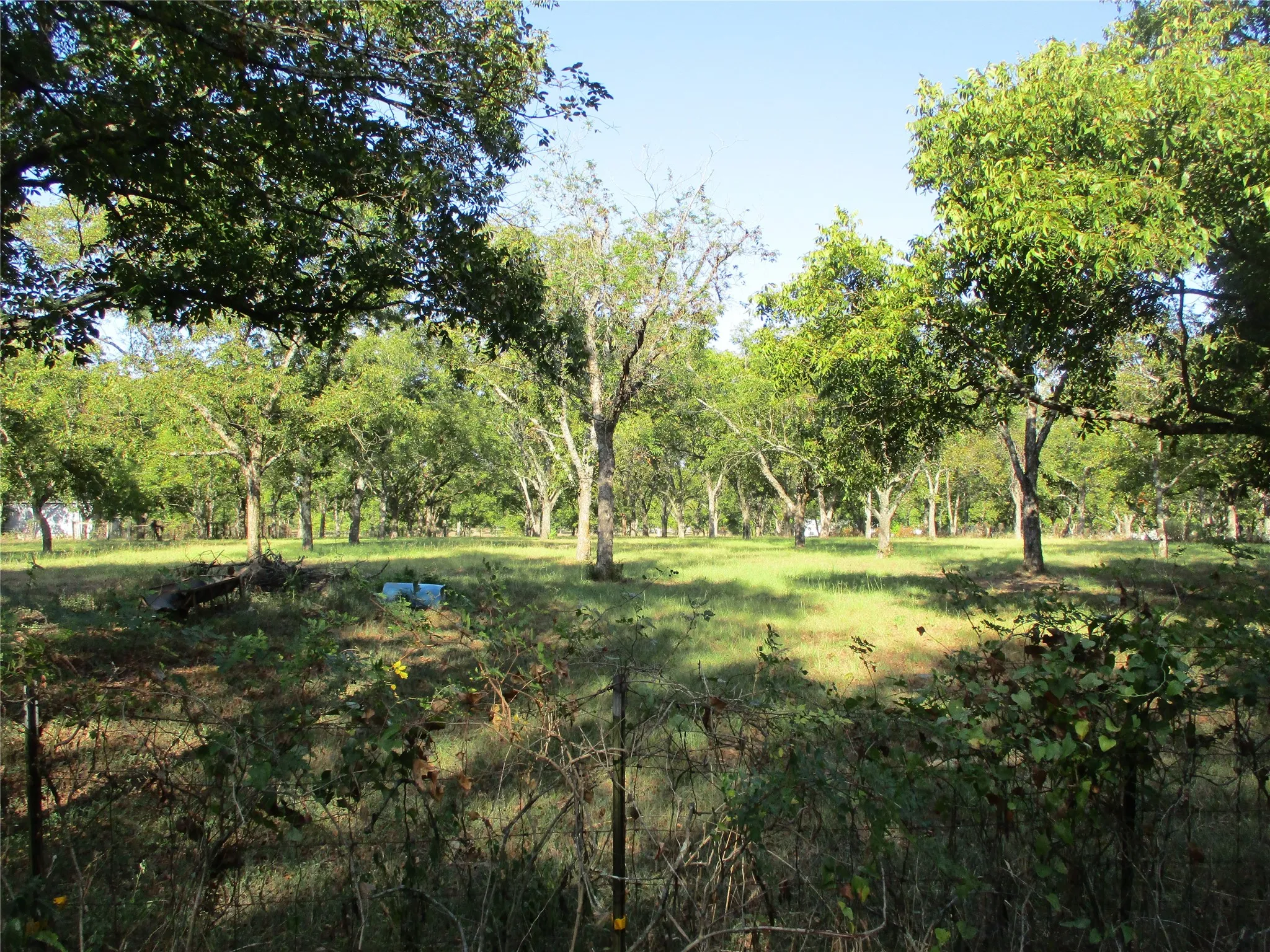 Unimproved Land For Sale in Rains County , 160 Rains County Road 2181, Emory, Texas 75440, 0, 0, Garage spaces, 0 Sqft, built in 0, mls#21388023, Real Estate Agent in Emory, Homes For Sale in Rains county, Homes For Sale in Emory, Realtor in Emory Texas, Real Estate Brokerage Independent Realty Texas, Luminita Cordes Realtor