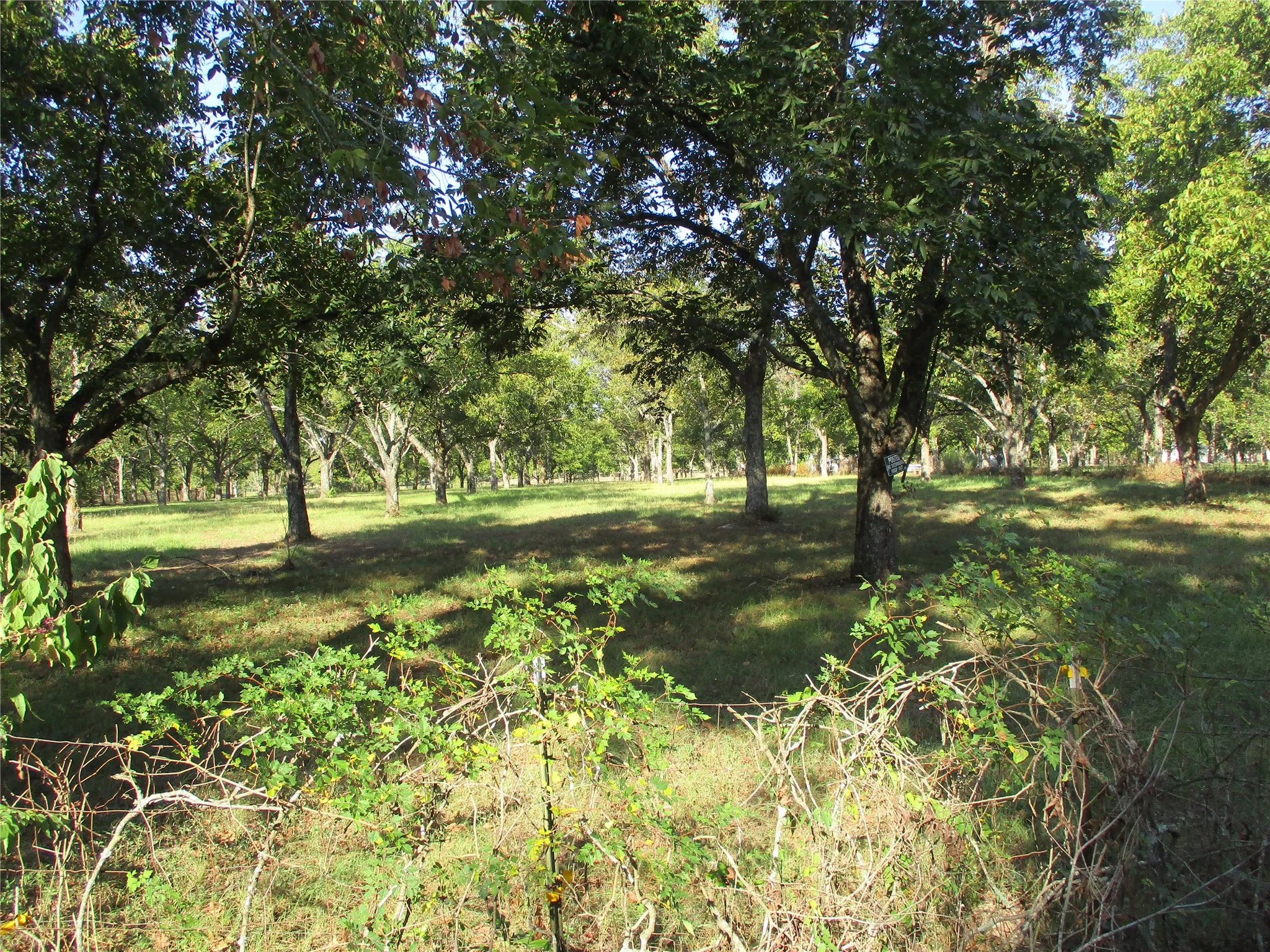 Unimproved Land For Sale in Rains County , 160 Rains County Road 2181, Emory, Texas 75440, 0, 0, Garage spaces, 0 Sqft, built in 0, mls#21388023, Real Estate Agent in Emory, Homes For Sale in Rains county, Homes For Sale in Emory, Realtor in Emory Texas, Real Estate Brokerage Independent Realty Texas, Luminita Cordes Realtor