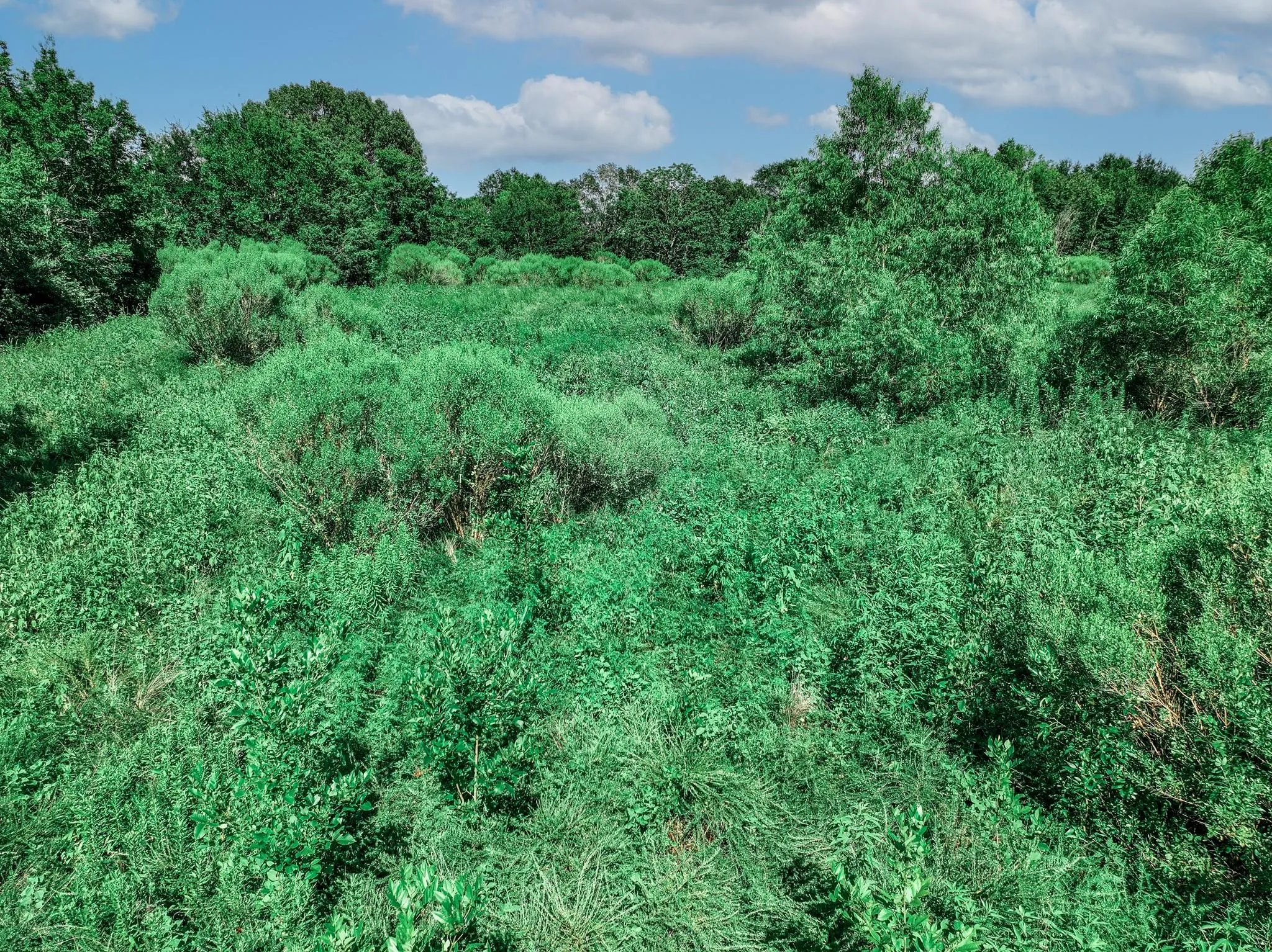 Unimproved Land For Sale in Van Zandt County , TBD County Road 1909, Canton, Texas 75117, 0, 0, Garage spaces, 0 Sqft, built in 0, mls#21384546, Real Estate Agent in Canton, Homes For Sale in Van Zandt county, Homes For Sale in Canton, Realtor in Canton Texas, Real Estate Brokerage Independent Realty Texas, Luminita Cordes Realtor
