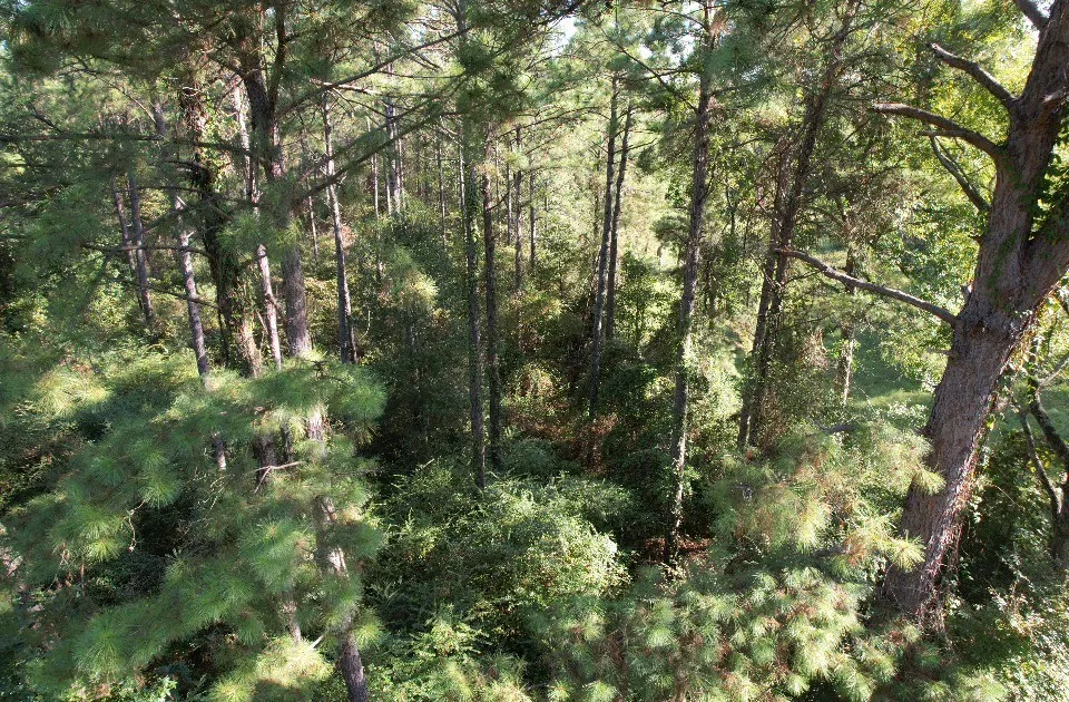 Unimproved Land For Sale in Panola County , TBD CR 432, No City, Texas 75954, 0, 0, Garage spaces, 0 Sqft, built in 0, mls#21388061, Real Estate Agent in No City, Homes For Sale in Panola county, Homes For Sale in No City, Realtor in No City Texas, Real Estate Brokerage Independent Realty Texas, Luminita Cordes Realtor