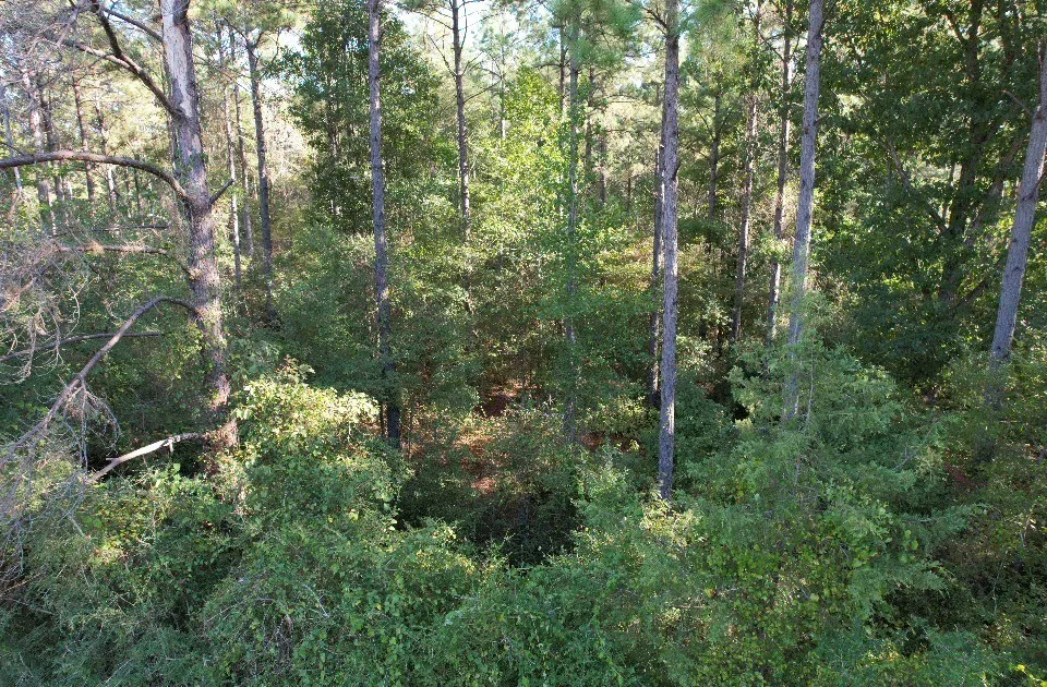 Unimproved Land For Sale in Panola County , TBD CR 432, No City, Texas 75954, 0, 0, Garage spaces, 0 Sqft, built in 0, mls#21388061, Real Estate Agent in No City, Homes For Sale in Panola county, Homes For Sale in No City, Realtor in No City Texas, Real Estate Brokerage Independent Realty Texas, Luminita Cordes Realtor