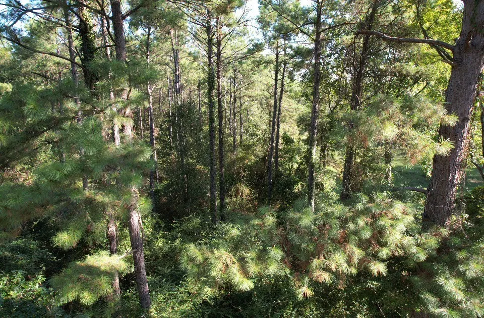 Unimproved Land For Sale in Panola County , TBD CR 432, No City, Texas 75954, 0, 0, Garage spaces, 0 Sqft, built in 0, mls#21388061, Real Estate Agent in No City, Homes For Sale in Panola county, Homes For Sale in No City, Realtor in No City Texas, Real Estate Brokerage Independent Realty Texas, Luminita Cordes Realtor