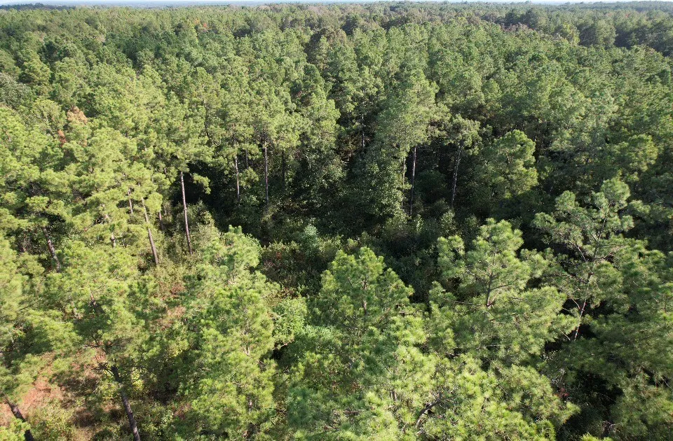 Unimproved Land For Sale in Panola County , TBD CR 432, No City, Texas 75954, 0, 0, Garage spaces, 0 Sqft, built in 0, mls#21388061, Real Estate Agent in No City, Homes For Sale in Panola county, Homes For Sale in No City, Realtor in No City Texas, Real Estate Brokerage Independent Realty Texas, Luminita Cordes Realtor