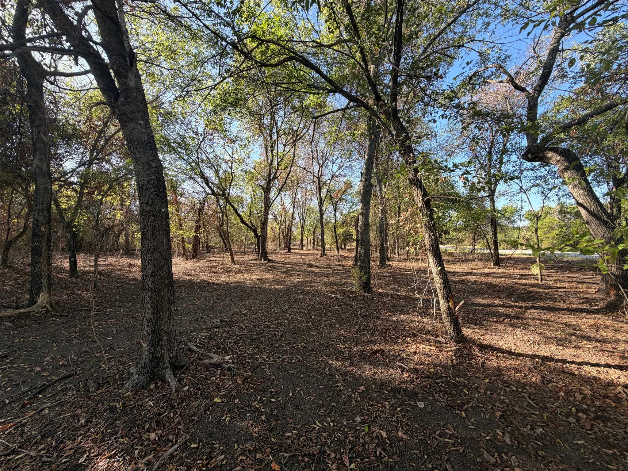Wooded lot featuring mature trees and natural ground cover