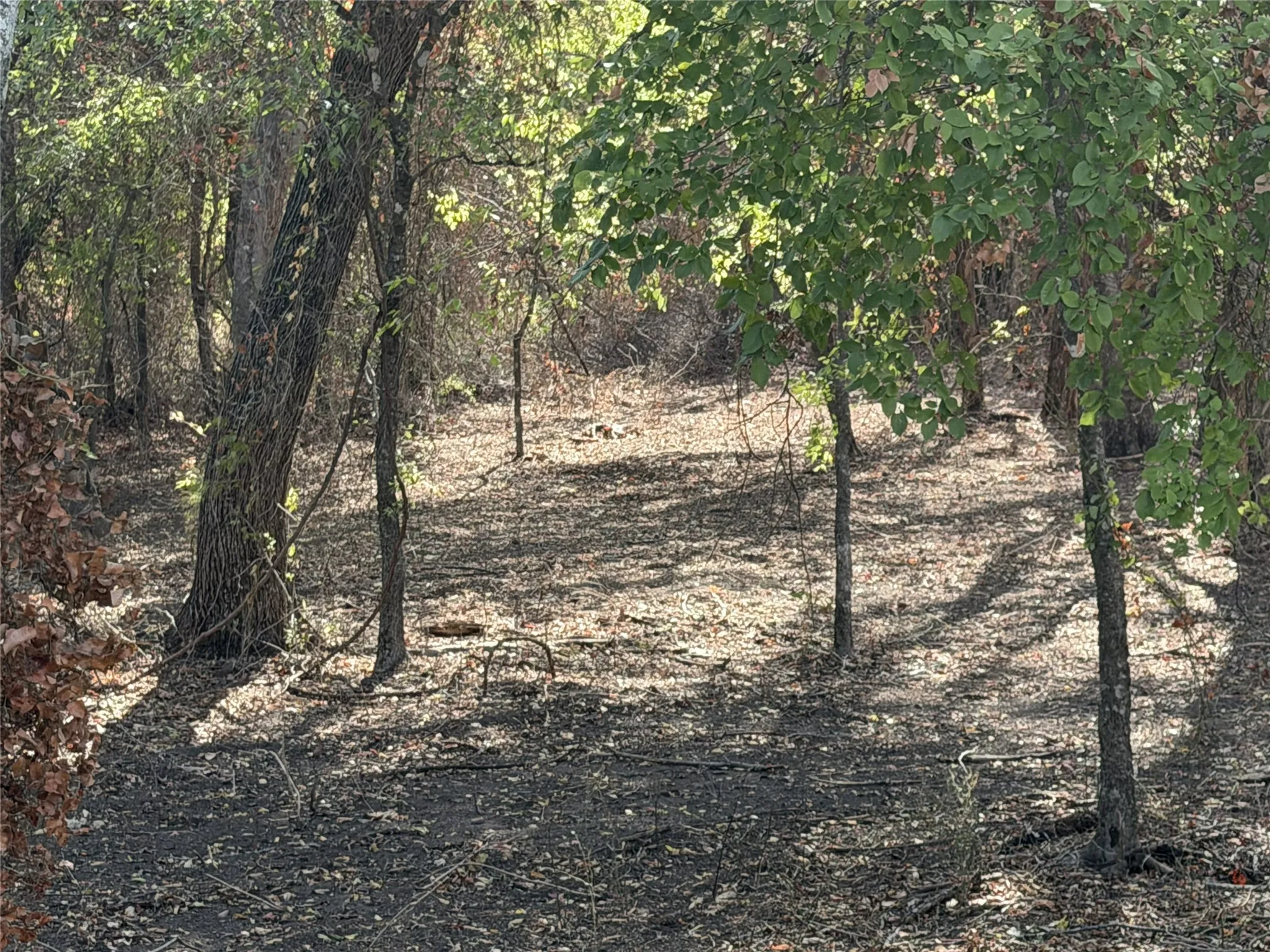 Wooded grounds with mature trees and natural foliage