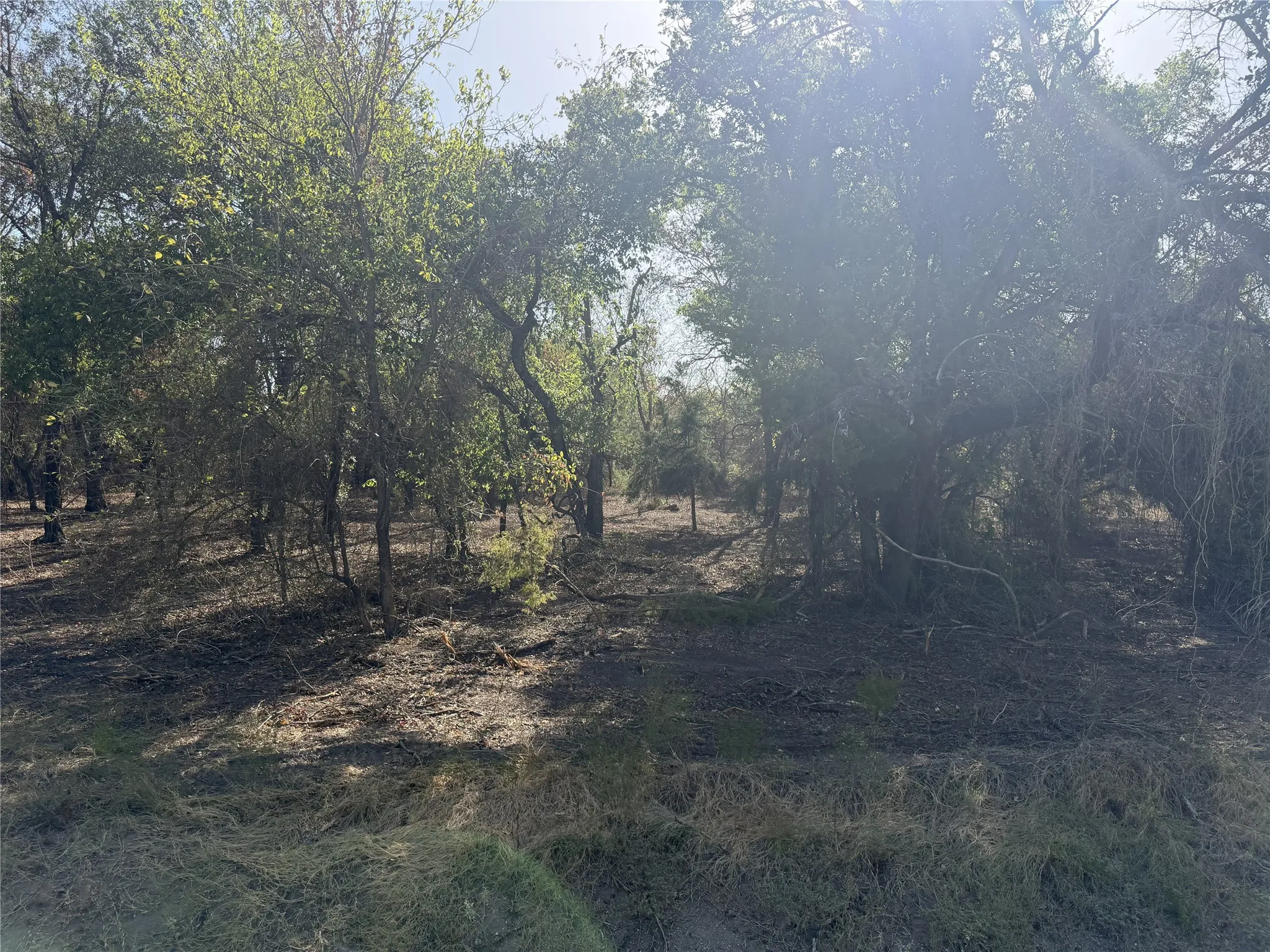 Wooded lot with mature trees and natural ground cover