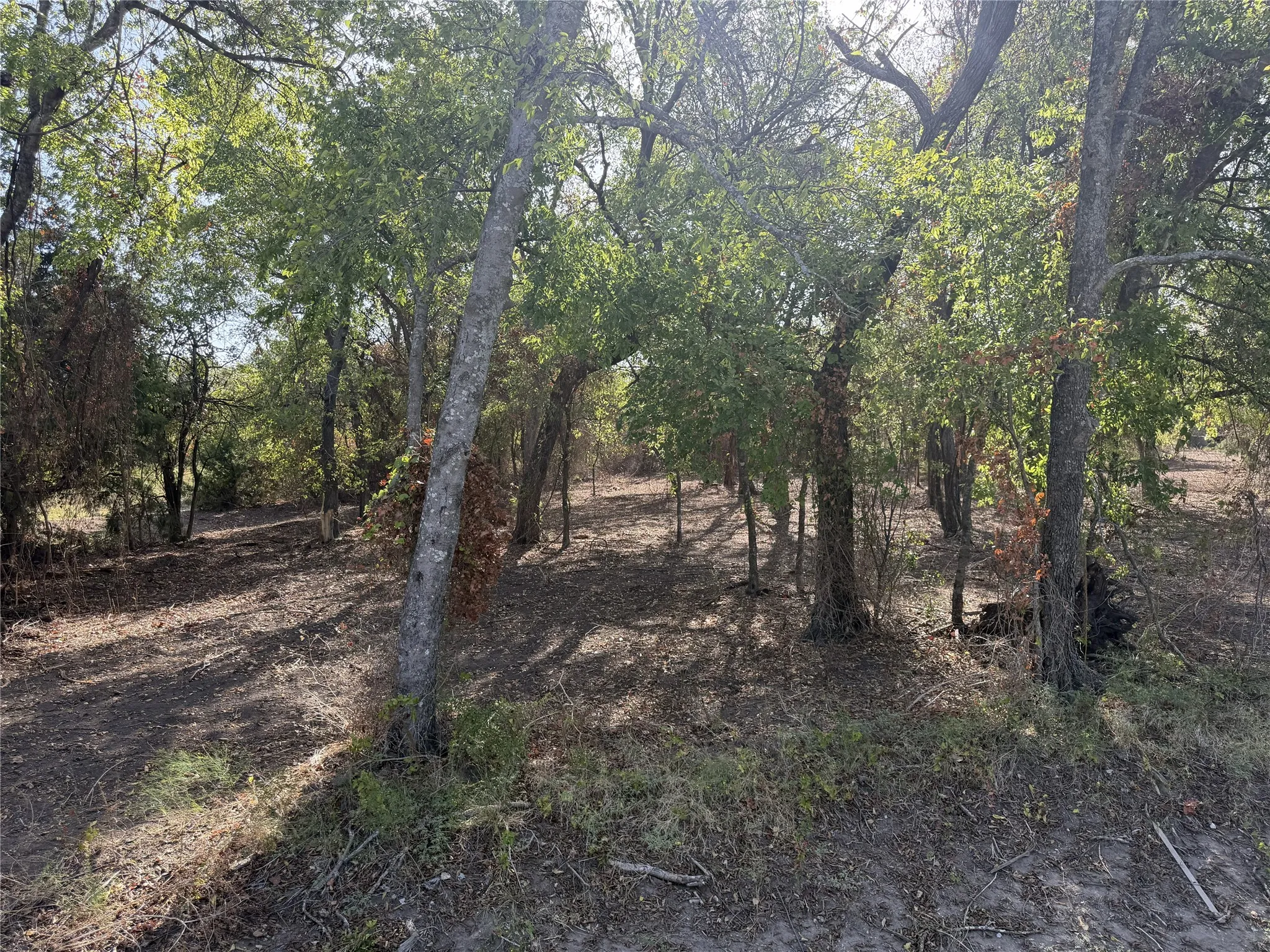 Wooded lot featuring mature trees and natural ground cover