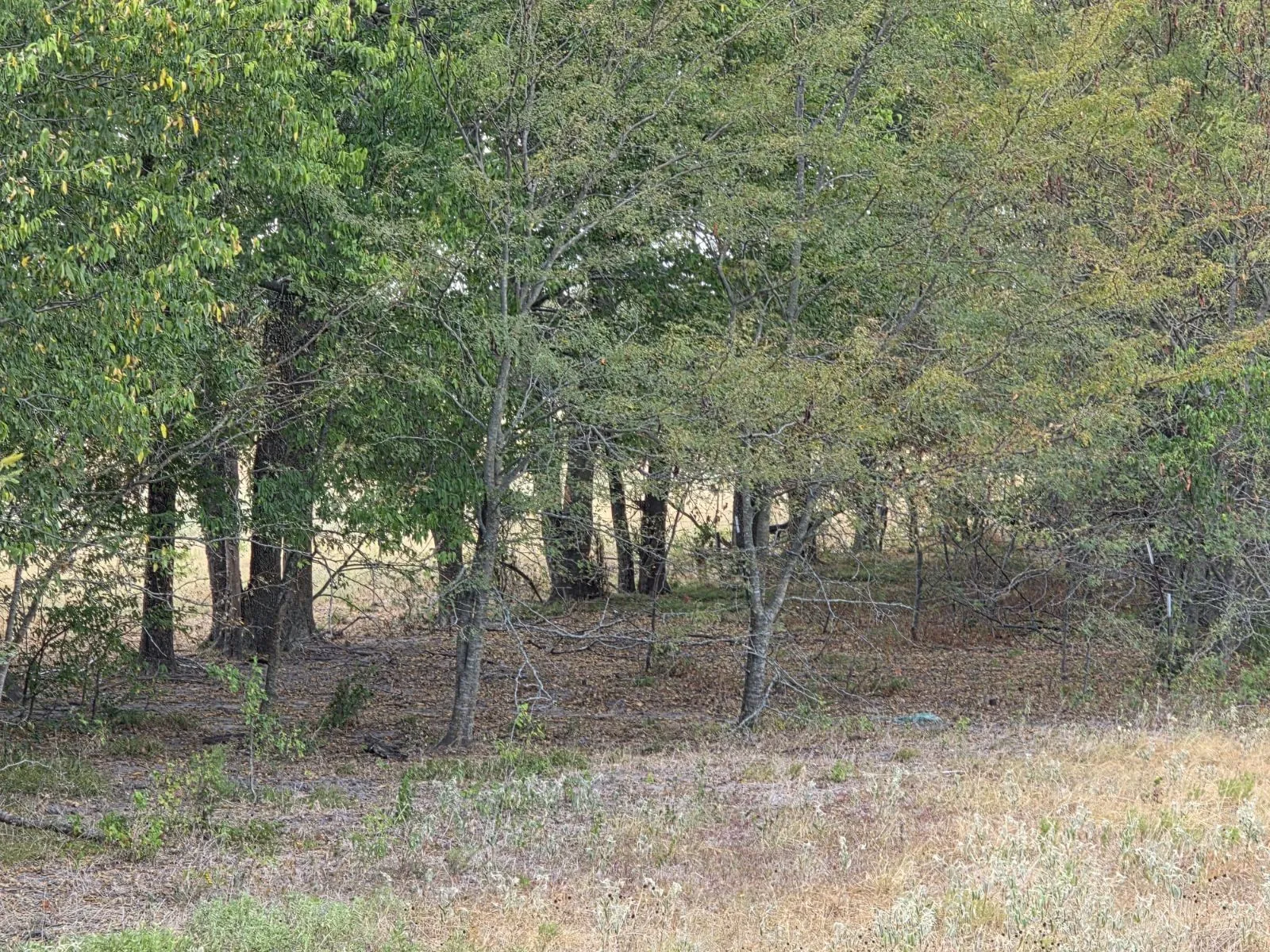 Unimproved Land For Sale in Hunt County , TBD Fm 904, Commerce, Texas 75428, 0, 0, Garage spaces, 0 Sqft, built in 0, mls#21388146, Real Estate Agent in Commerce, Homes For Sale in Hunt county, Homes For Sale in Commerce, Realtor in Commerce Texas, Real Estate Brokerage Independent Realty Texas, Luminita Cordes Realtor