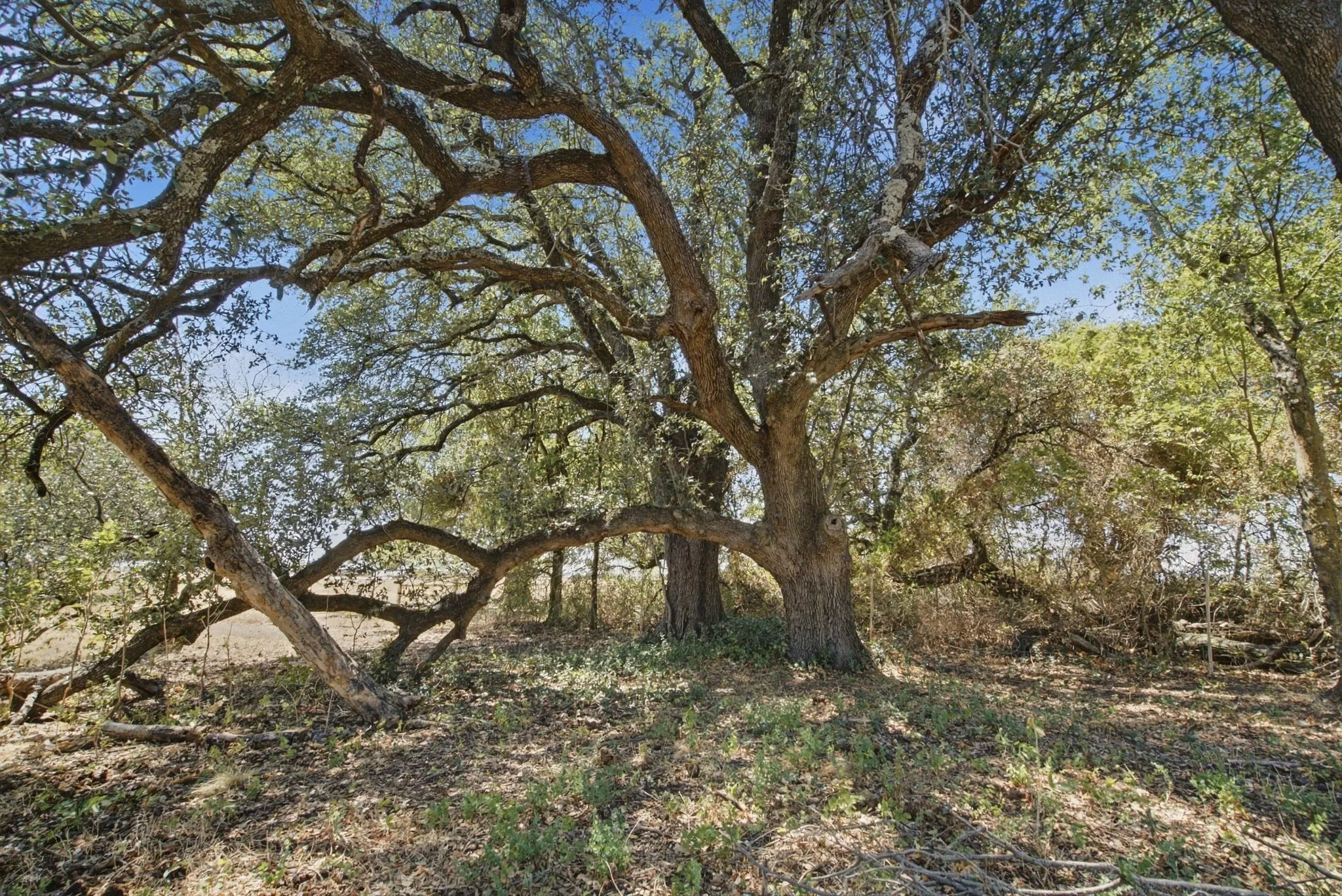 Single Family Residence For Sale in Parker County , 100 Shadle Ridge Court, Poolville, Texas 76487, 3 Bedroom, 3 Bathroom, 5 Garage spaces, 2,499 Sqft, built in 1995, mls#21387961, Real Estate Agent in Poolville, Homes For Sale in Parker county, Homes For Sale in Poolville, Realtor in Poolville Texas, Real Estate Brokerage Independent Realty Texas, Luminita Cordes Realtor