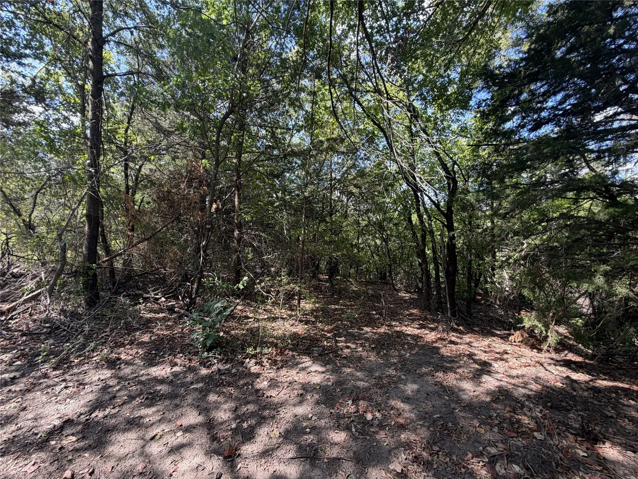Wooded terrain with mature trees