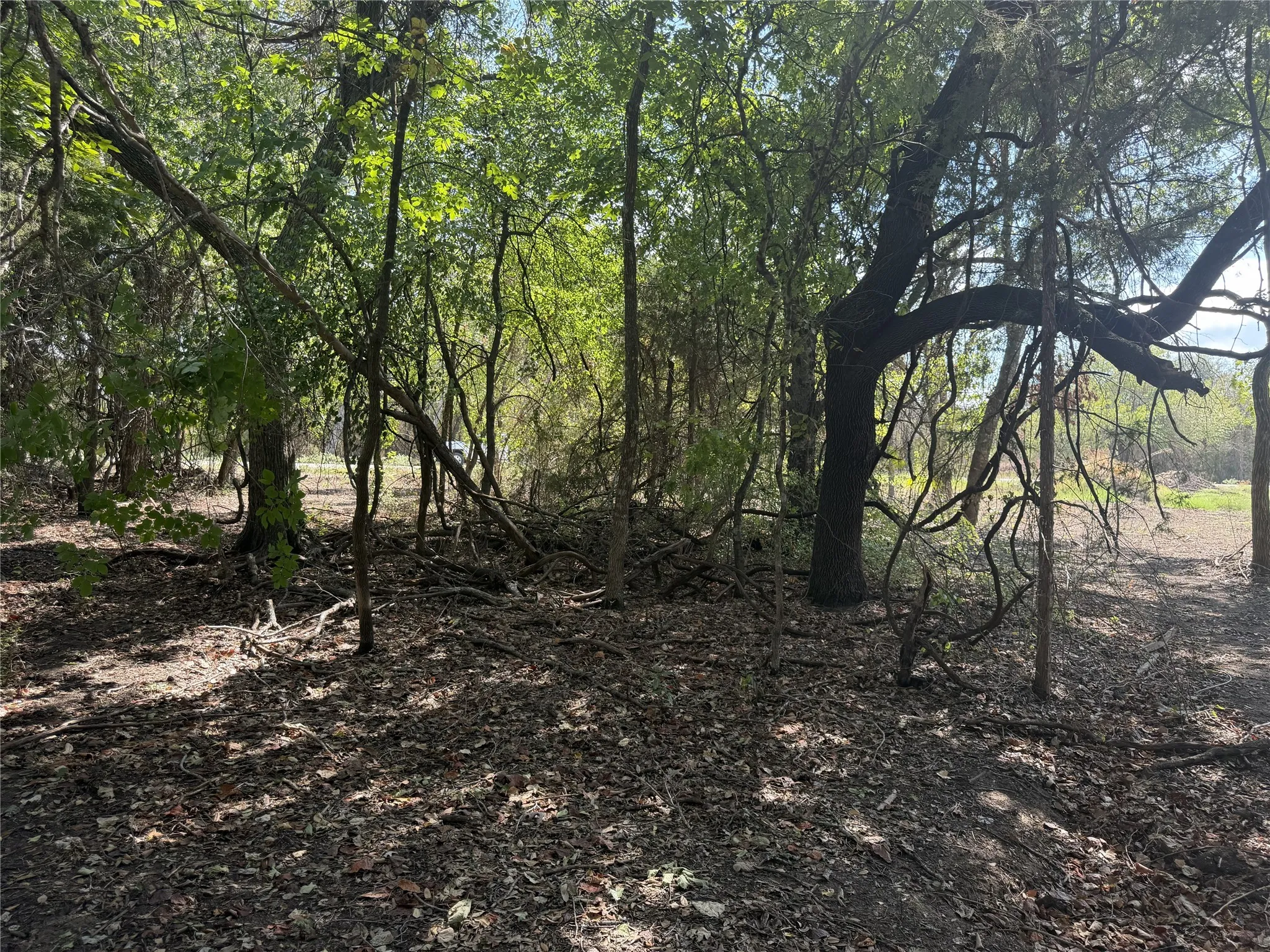 Wooded property with mature trees and natural foliage