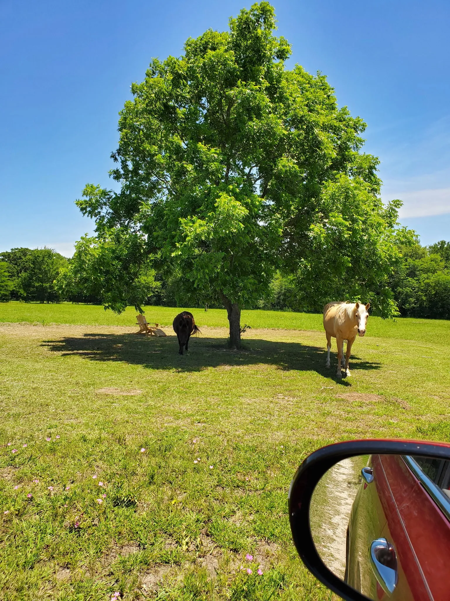 Photo of property in bloom