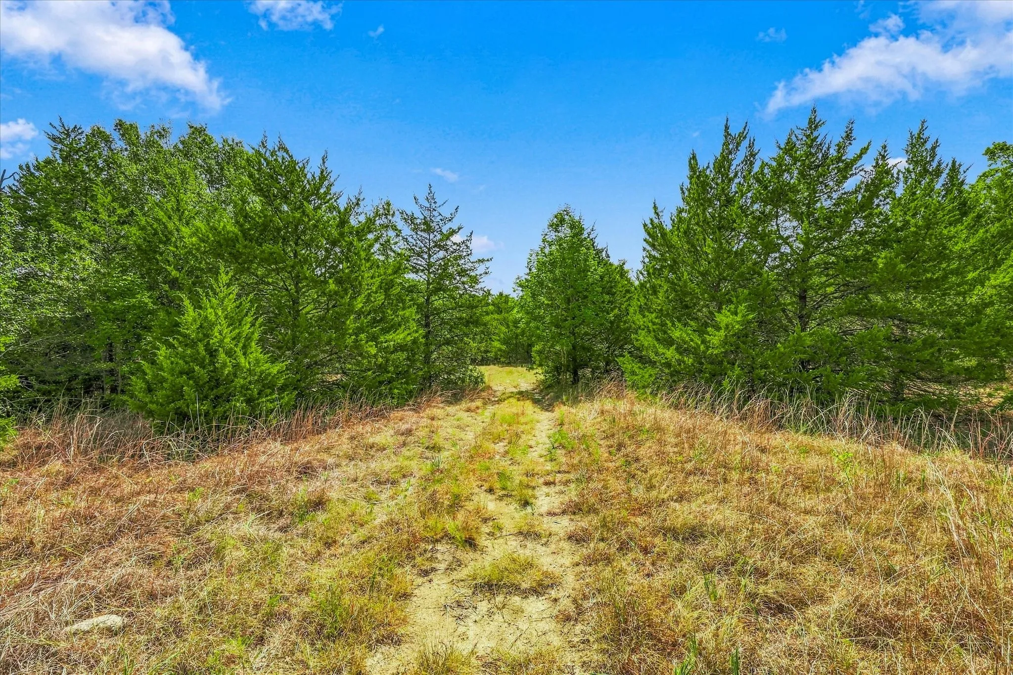 Example of some of the trees on property