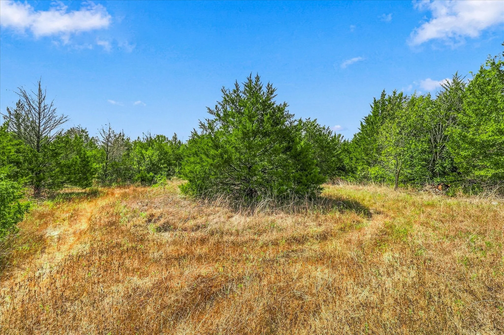 Example of some of the trees on property