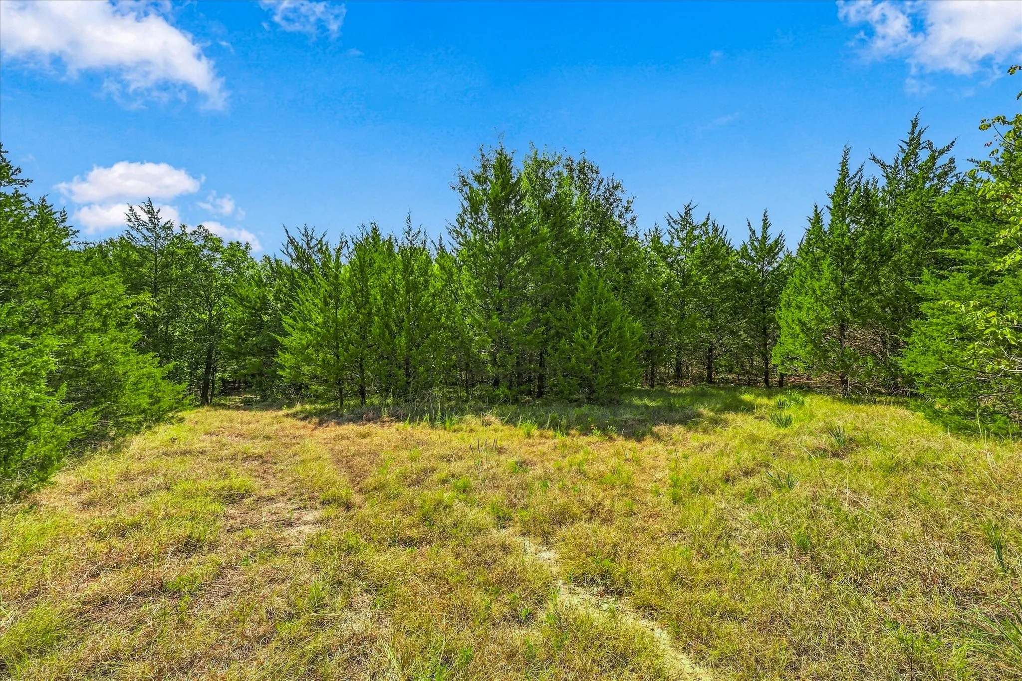 Example of some of the trees on property.