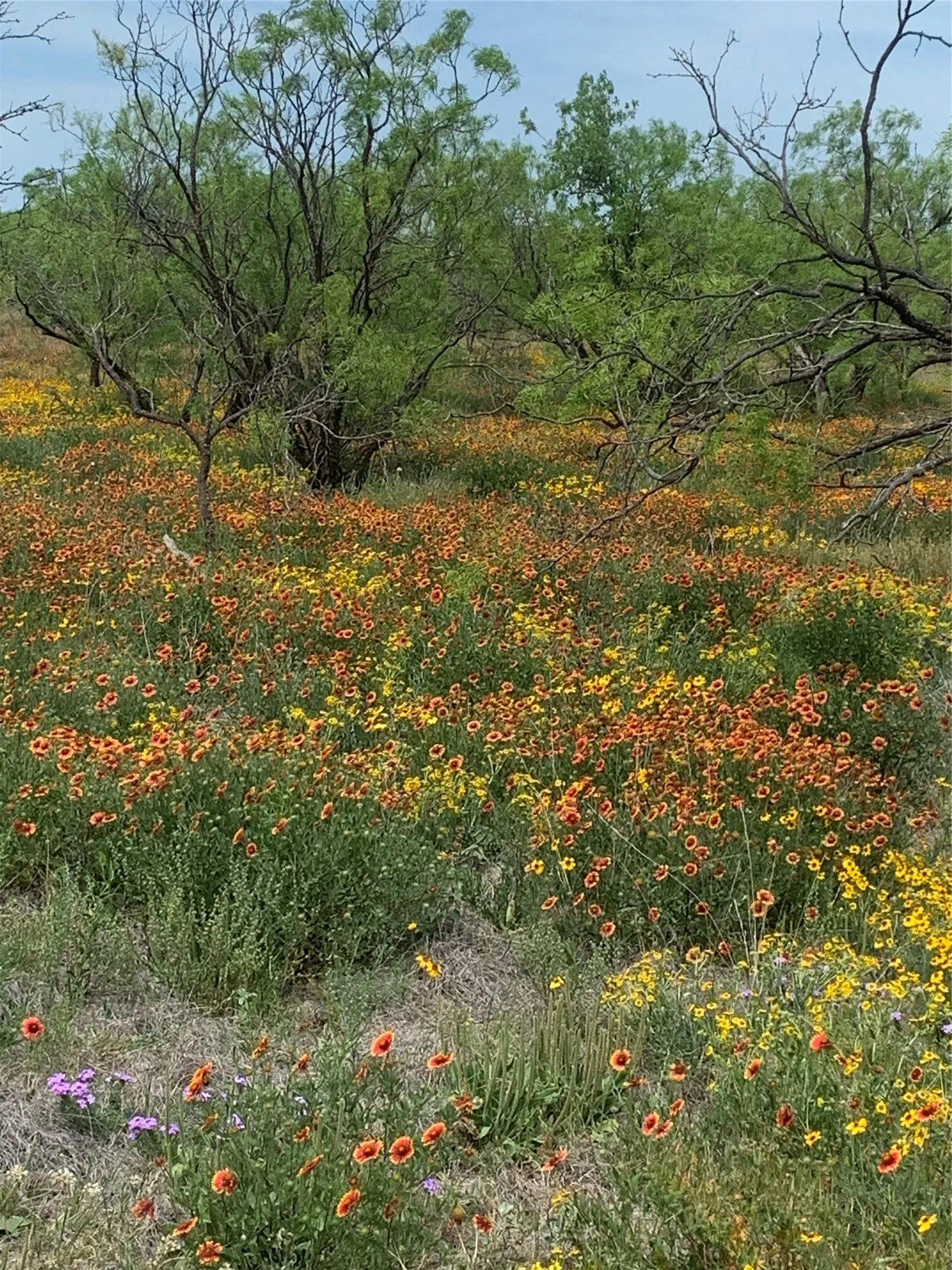 Wildflowers in the Spring