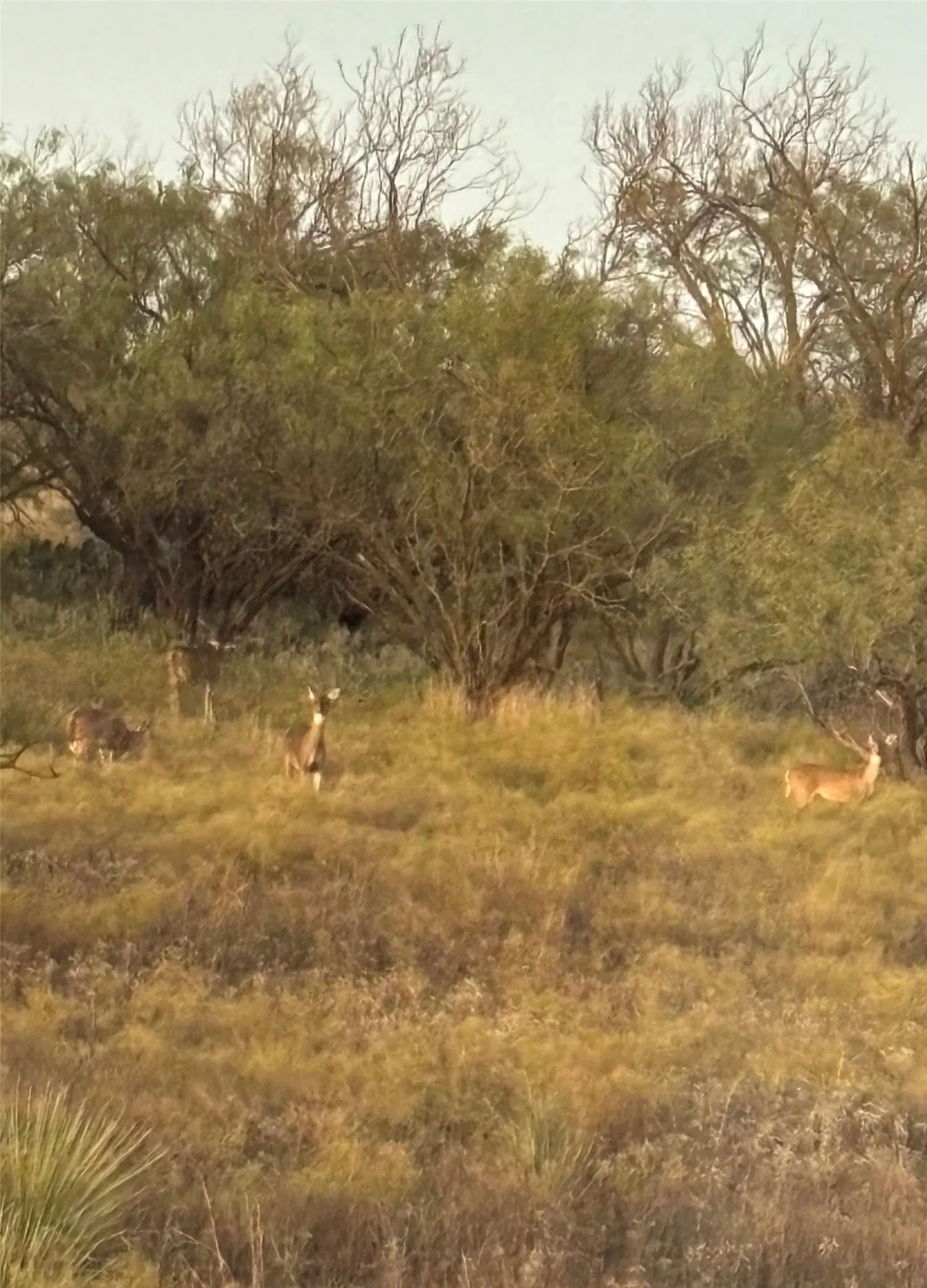 Whitetail deer in abundance
