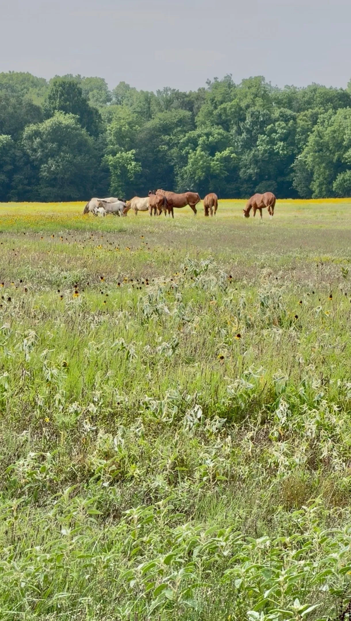Ranch For Sale in Kaufman County , 0000 Fm-2728 Road 3, Terrell, Texas 75161, 0, 0, Garage spaces, 0 Sqft, built in 0, mls#21388959, Real Estate Agent in Terrell, Homes For Sale in Kaufman county, Homes For Sale in Terrell, Realtor in Terrell Texas, Real Estate Brokerage Independent Realty Texas, Luminita Cordes Realtor
