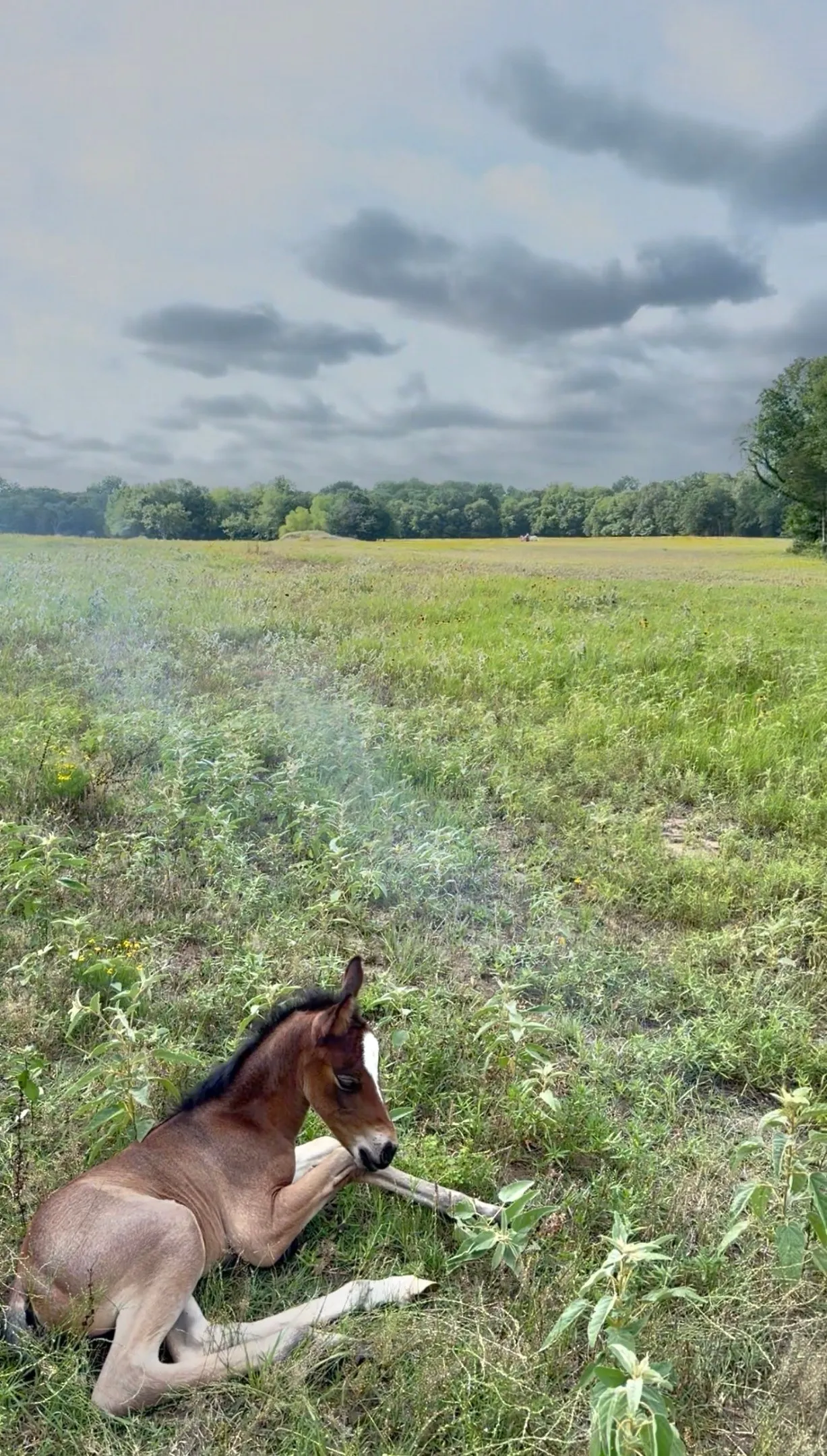 Ranch For Sale in Kaufman County , 0000 Fm-2728 Road 3, Terrell, Texas 75161, 0, 0, Garage spaces, 0 Sqft, built in 0, mls#21388959, Real Estate Agent in Terrell, Homes For Sale in Kaufman county, Homes For Sale in Terrell, Realtor in Terrell Texas, Real Estate Brokerage Independent Realty Texas, Luminita Cordes Realtor