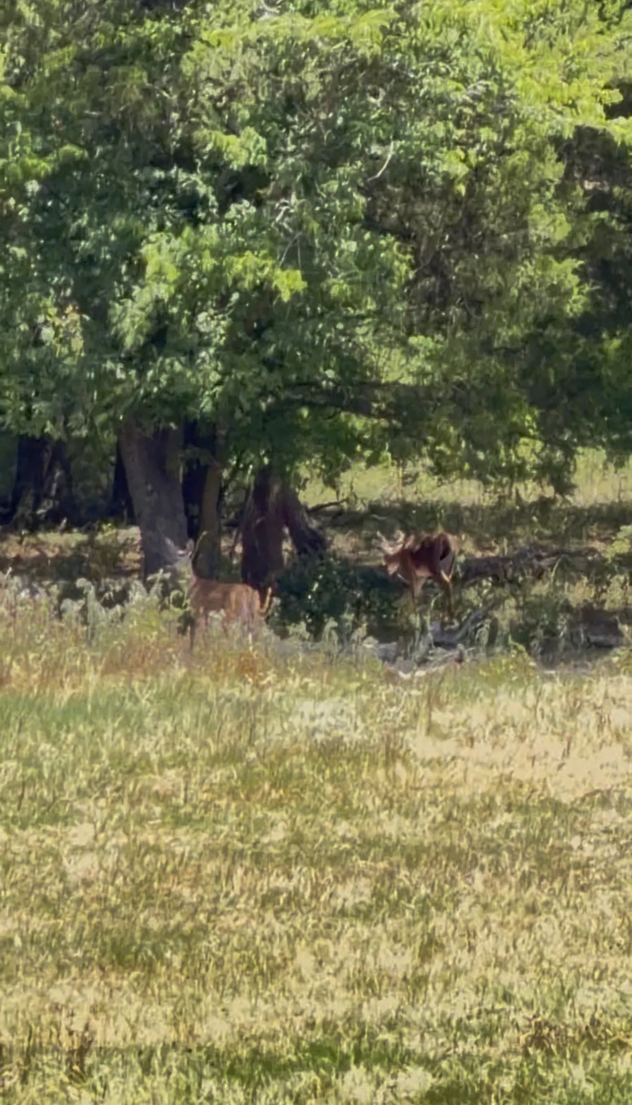 Ranch For Sale in Kaufman County , 0000 Fm-2728 Road 3, Terrell, Texas 75161, 0, 0, Garage spaces, 0 Sqft, built in 0, mls#21388959, Real Estate Agent in Terrell, Homes For Sale in Kaufman county, Homes For Sale in Terrell, Realtor in Terrell Texas, Real Estate Brokerage Independent Realty Texas, Luminita Cordes Realtor